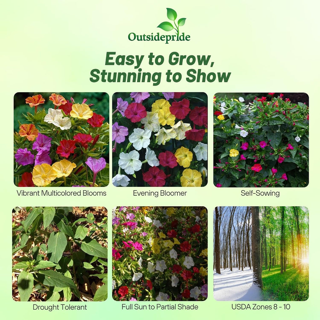 Outsidepride Mixed Four O'clock Flower Seeds - 1 lb Perennial Fragrant, Trumpet-Shaped Blooms, Deer-Proof & Easy to