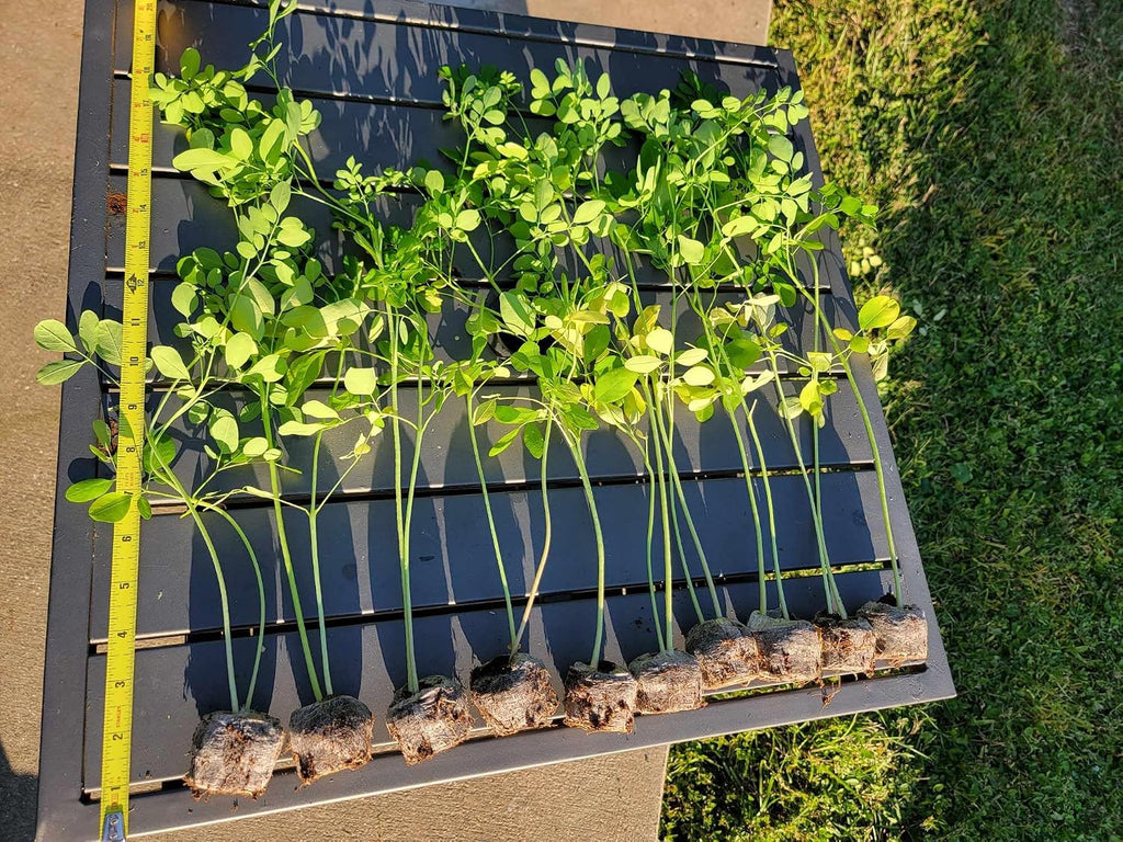 Moringa Plants 10 Moringa Trees Live Saplings - PKM1 Variety - Natural Herbs - with Free Moringa Seeds - Drumstick Tree