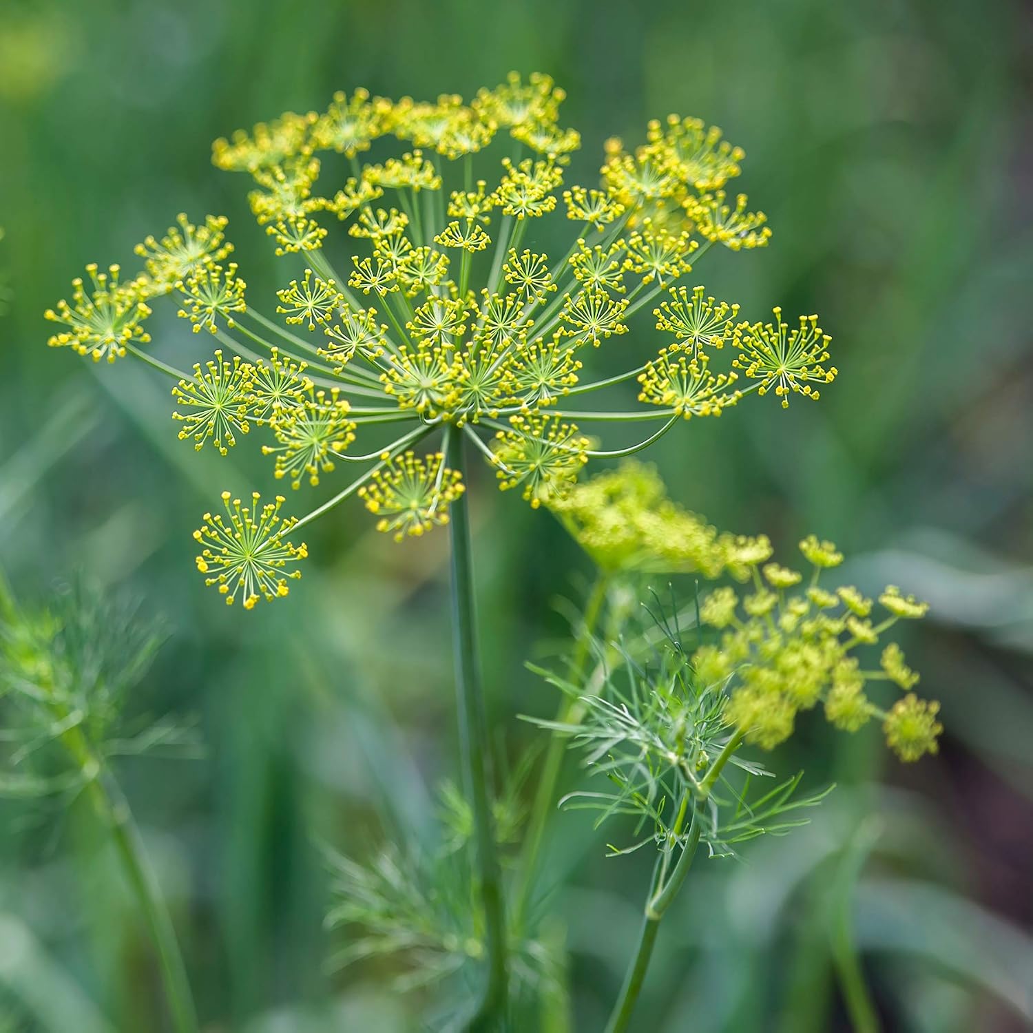 Outsidepride Dill & Microgreens Seeds - 1 lb. Annual, Compact & Pollinator-Friendly, Herb Seeds for Planting Fern-Like
