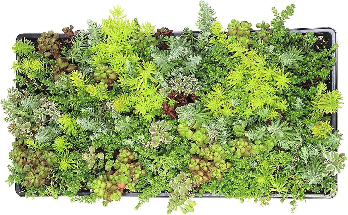 10 in. x 20 in. Sedum Groundcover Mat, Non-toxic Hardy Stonecrop for Landscaping, Live Succulents, Pet Friendly Plants