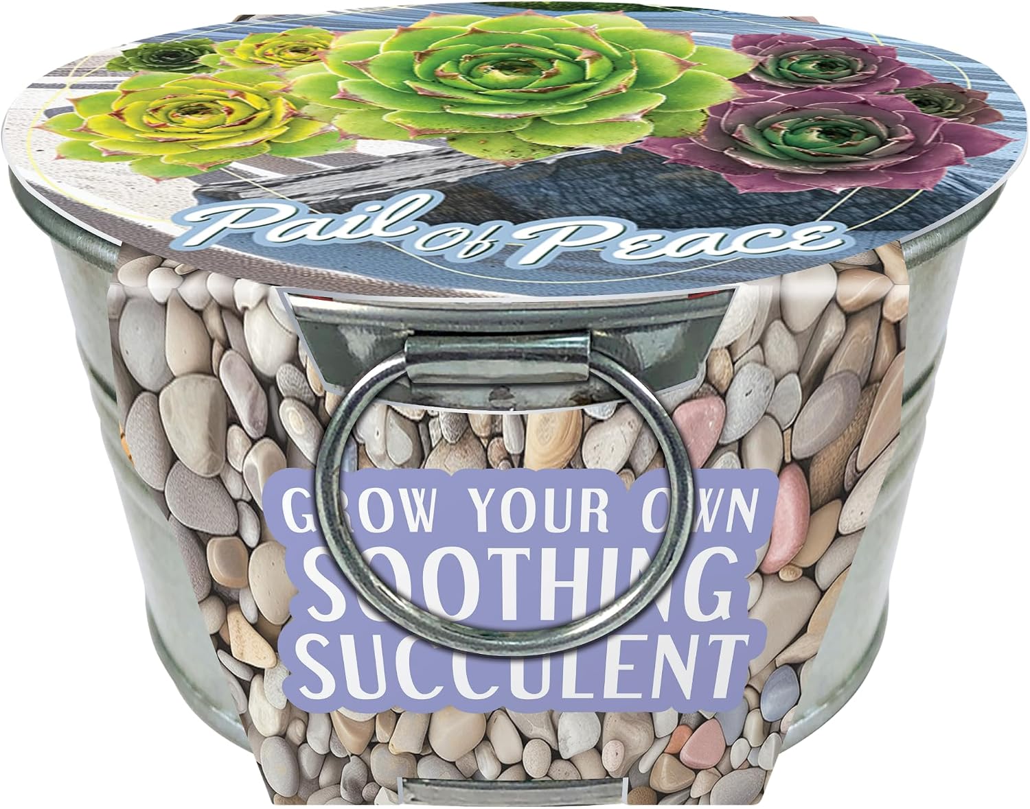 Flowering Tin Plant Seeds 3 Variety Pack, DIY Indoor Succulents and Live Plants for Home or Garden Planting, Assorted