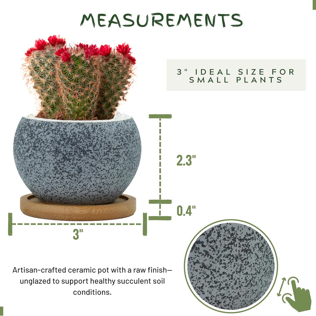 3 inch Ceramic pots for Plants, Small Succulent Pots Set with Drainage, 6 Pack Flower Pot for Indoor Plant, Planters