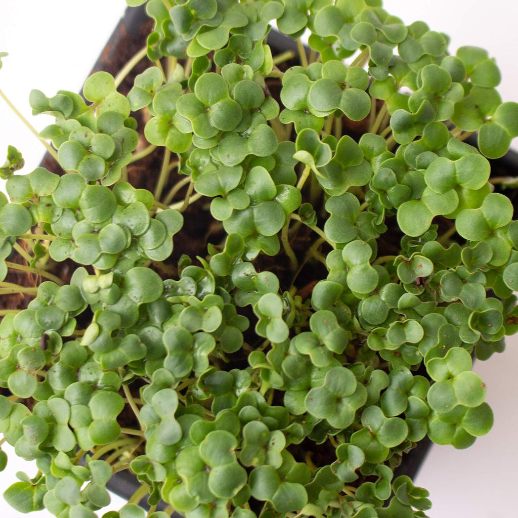 Mountain Valley Seed Co Broccoli Microgreens Seeds 1 Lb ~16,000 Seeds | Non-GMO - High Germination, Seed for Growing