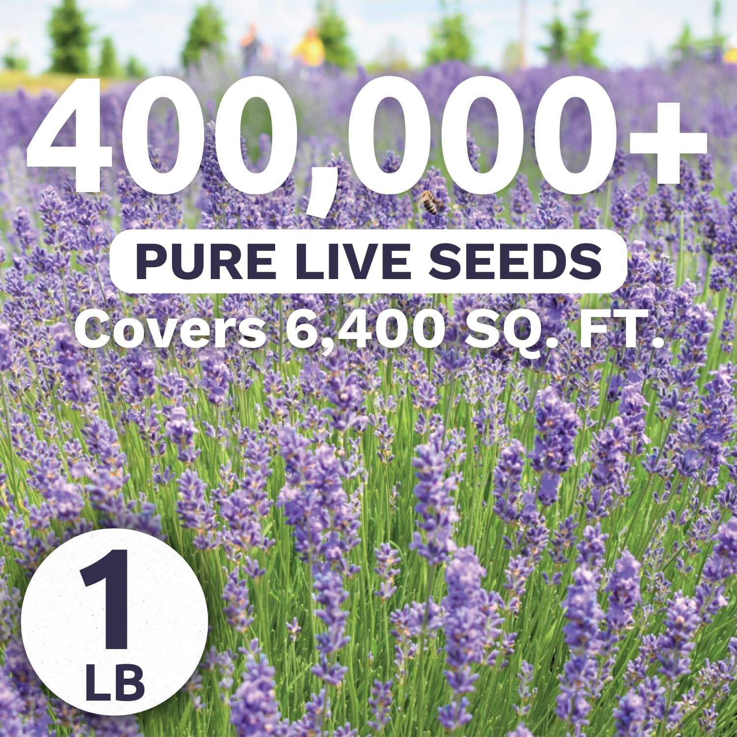 Lavender - Bulk 1 Pound Bag - 400,000 Flower Seeds for Planting - Lavandula angustifolia
