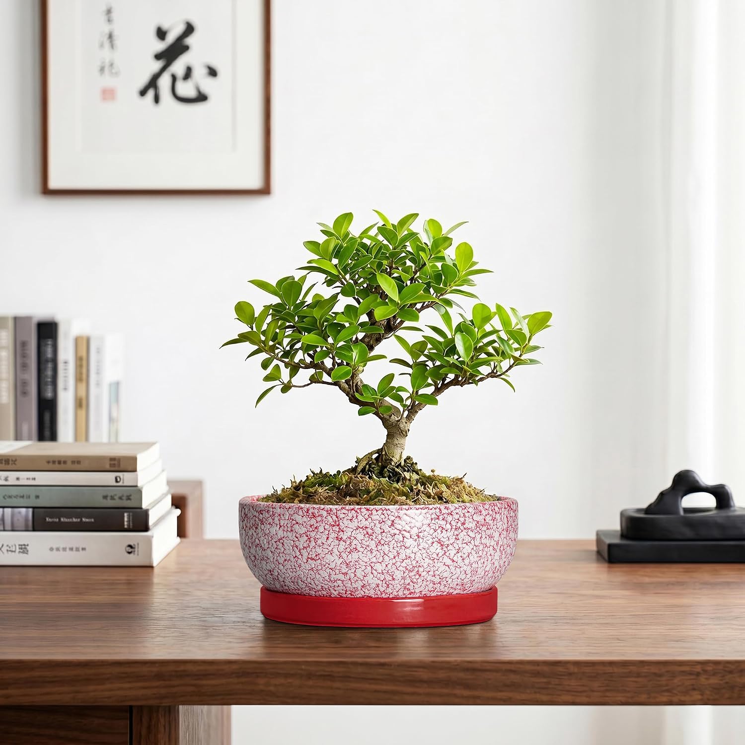 Ceramic Succulent Planter, 8 Inch Bonsai Pots with Tray, Texture Red | Succulent Pots for Indoor Plants, Round Shallow