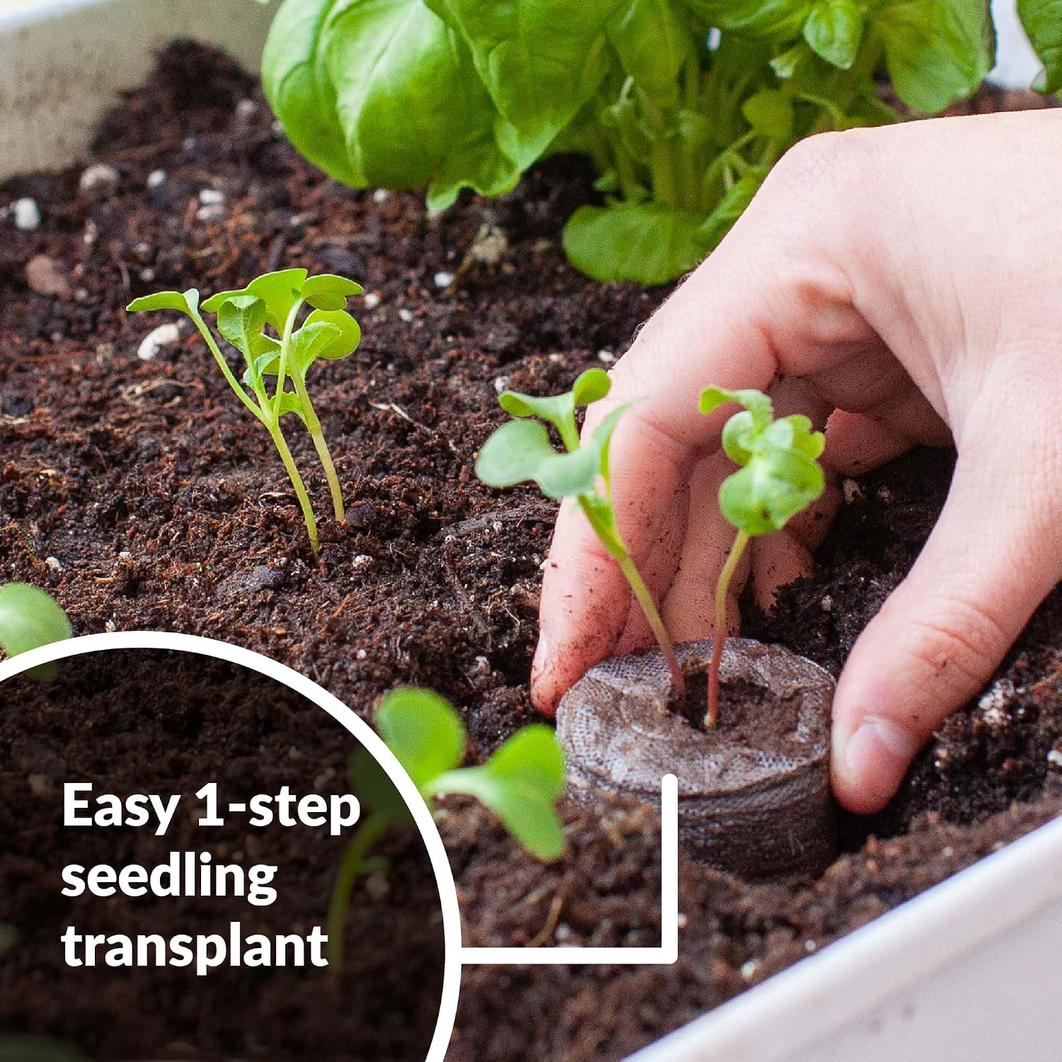 100 Count- Jiffy 36 MM Peat Soil Pellets Seeds Starting Plugs: Indoor Seed Starter- Start Planting Indoors for