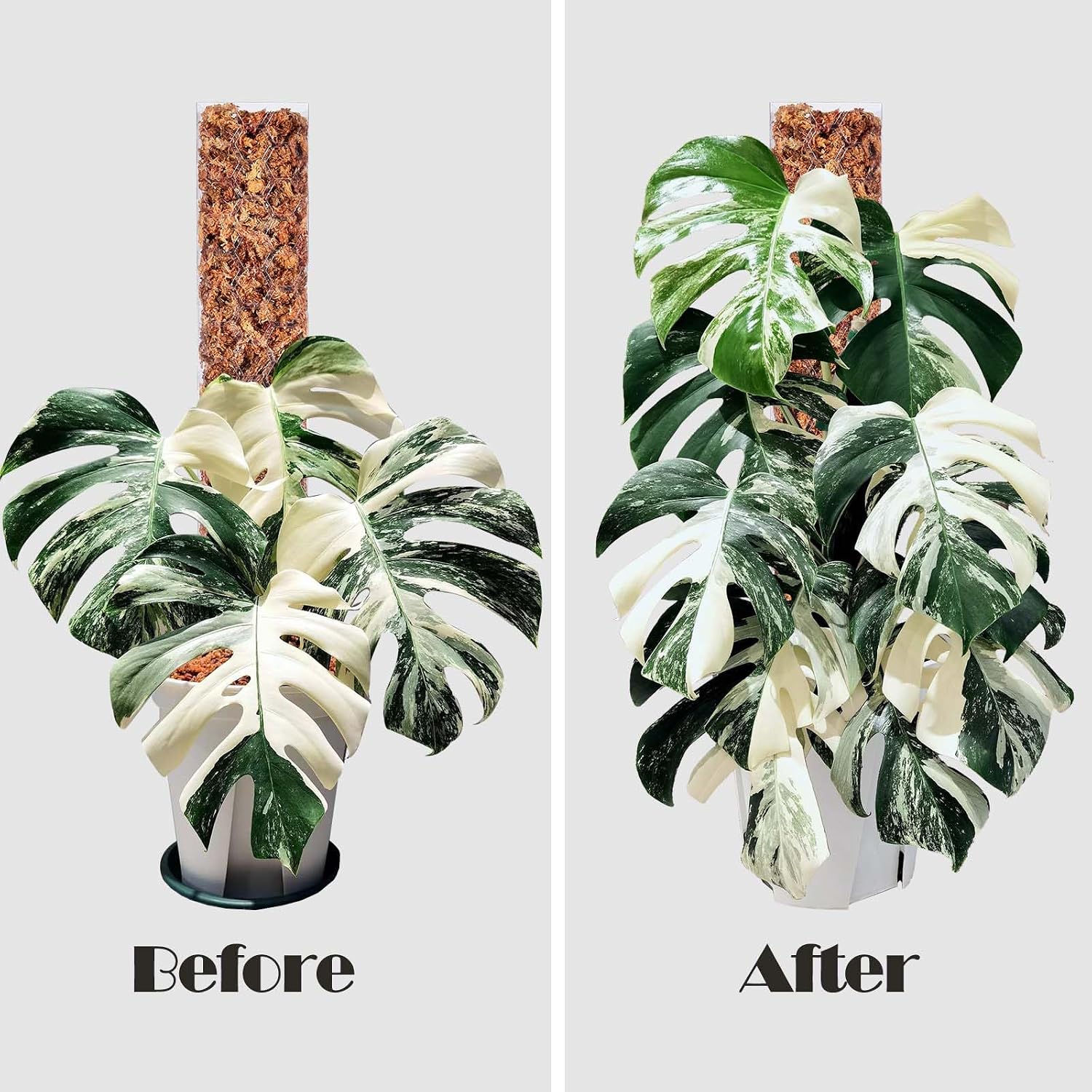 8 Pack 17 Inch Plastic Moss Pole for Monstera | Stackable Plant Support for Indoor Climbing Plants, Durable Plant Stake