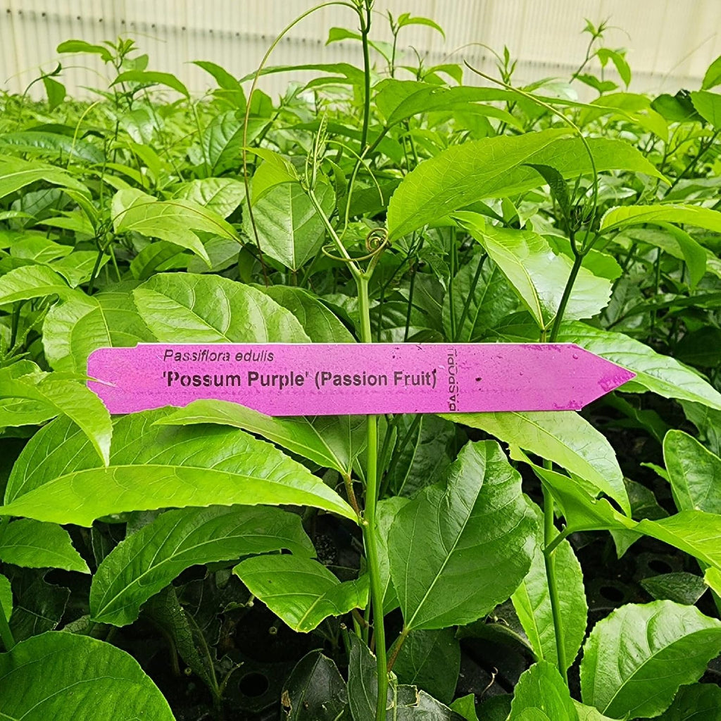 Passion Fruit Live Plant 4 Pack – 'Possum Purple' (Maracuya) — Self-Fertile Passiflora edulis Vine for Trellis, Arbor &