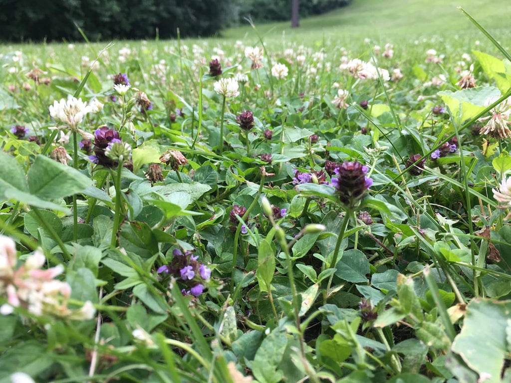 Native Bee Lawn - Native Wildflowers Mix, 25 lb