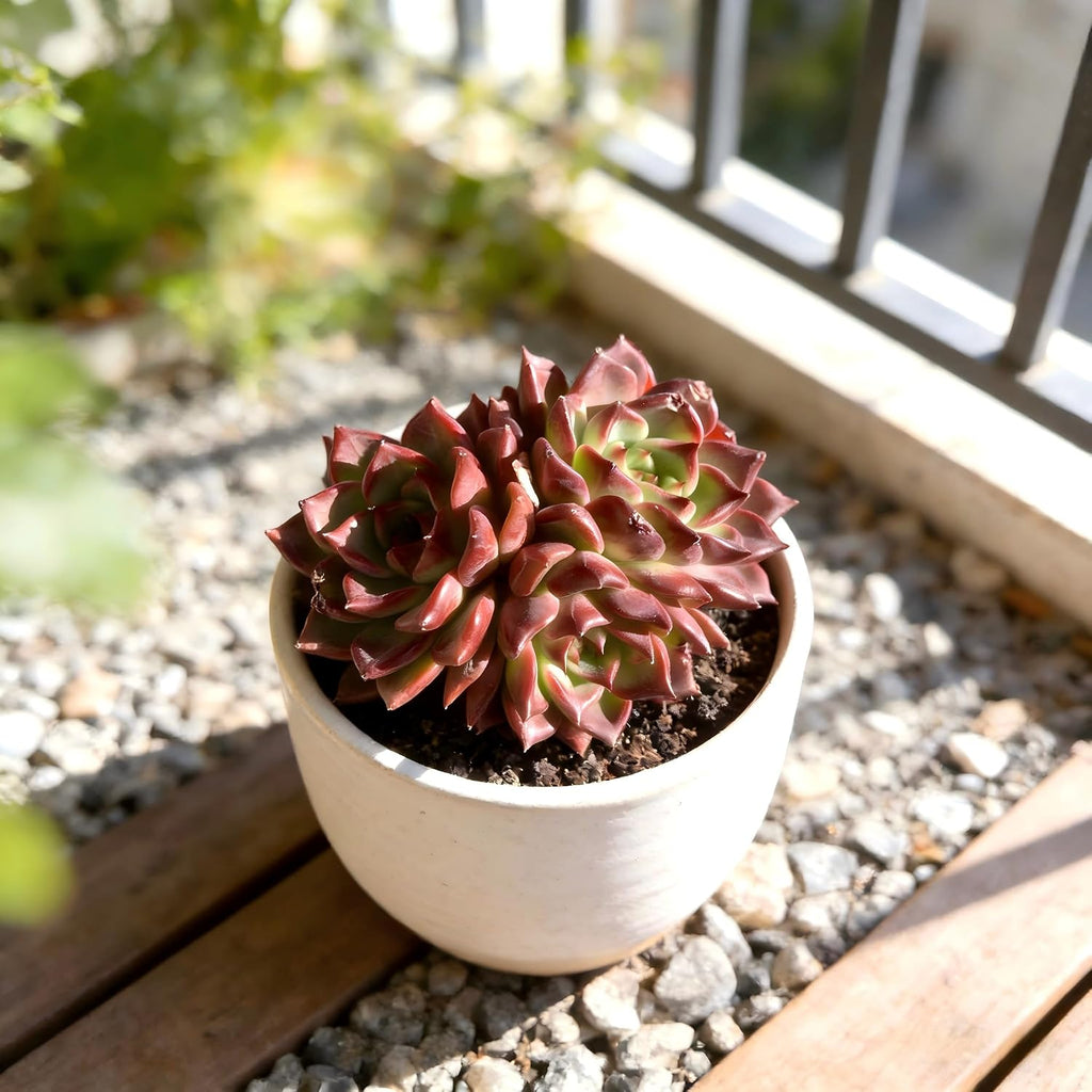 Live Succulent Plant – Echeveria Midnight Beauty with Mini Gardening Tools, Small Easy Care Live Houseplant for Indoor