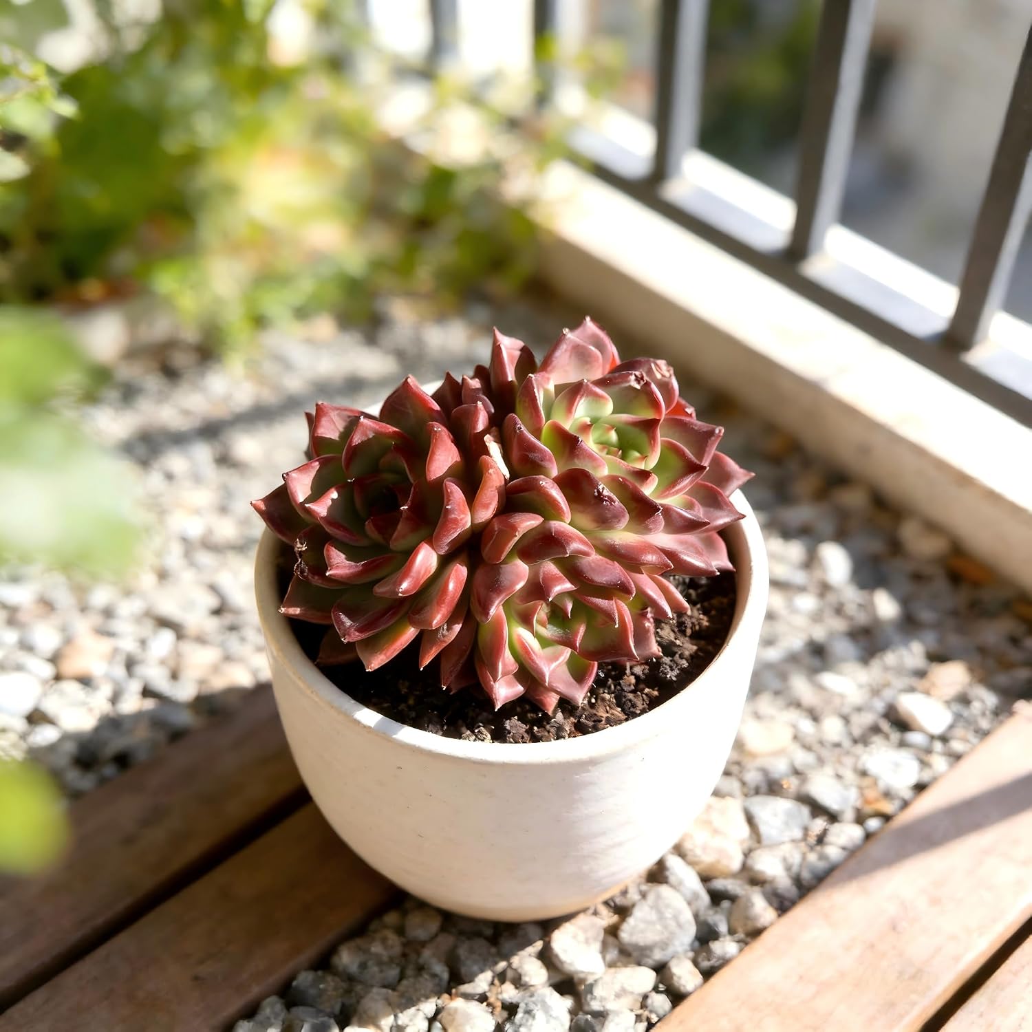 Live Succulent Plant – Echeveria Midnight Beauty with Mini Gardening Tools, Small Easy Care Live Houseplant for Indoor