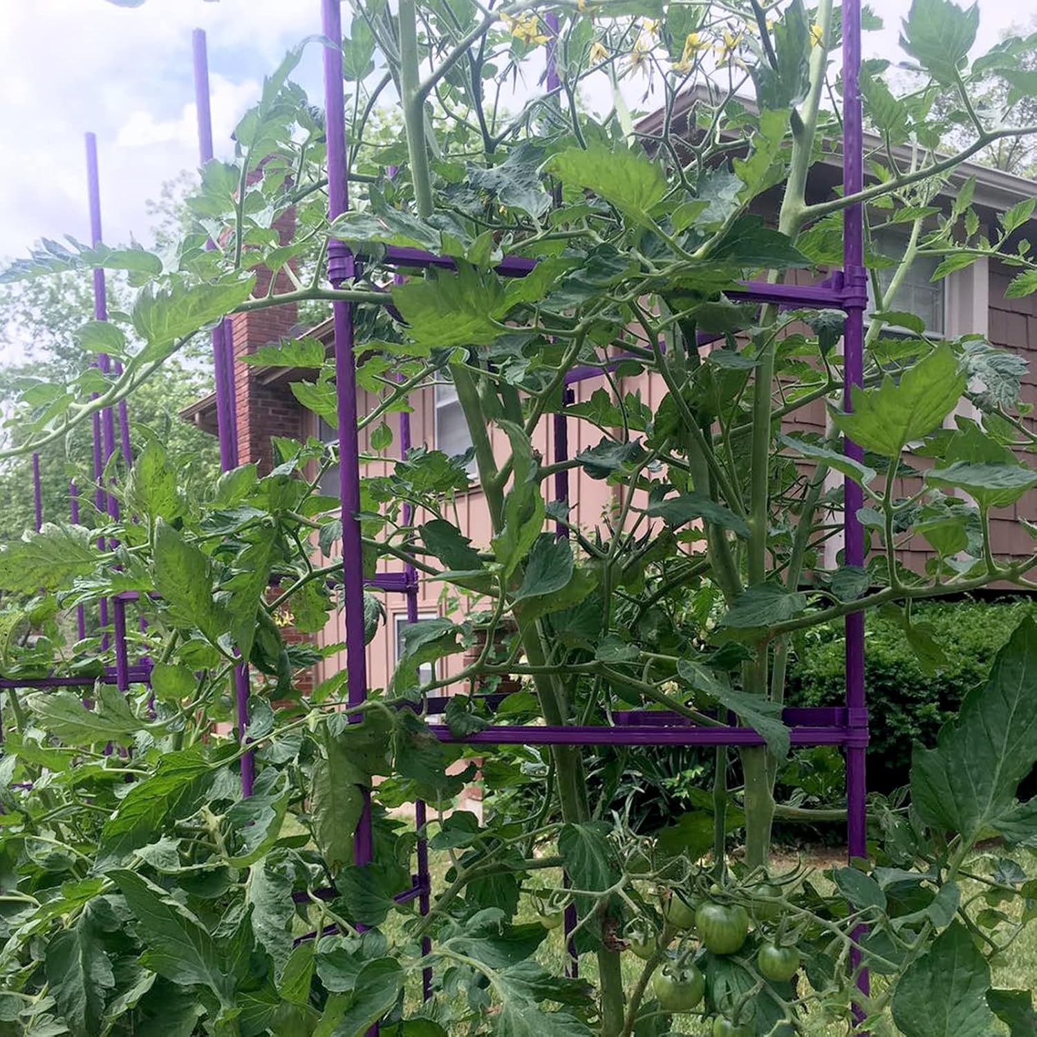 NO Splicing - 5ft Tall Tomato Cage 6-Pack Large Tomato Stakes Garden Plant Stakes Climbing Suports, 40 Clips and Plant