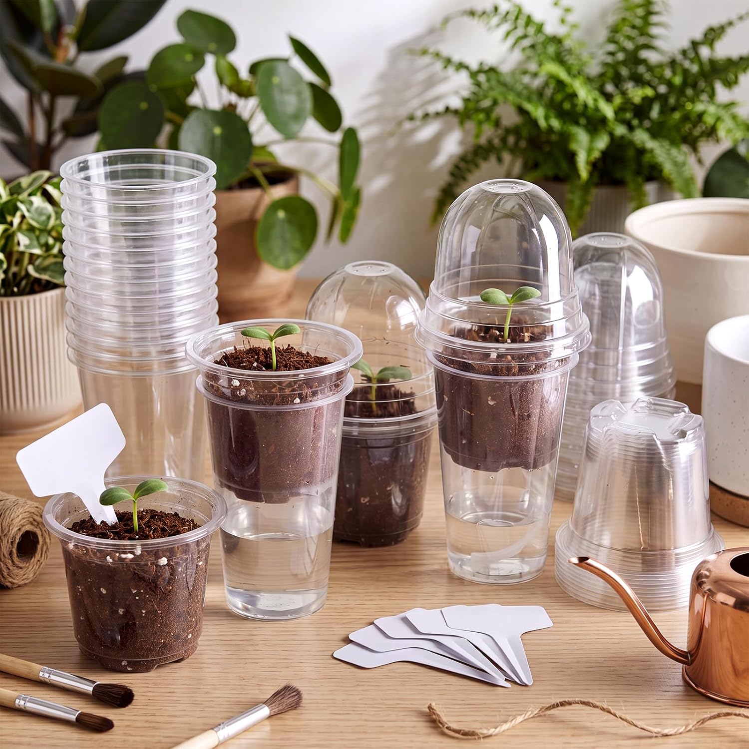 15 Pack 3.5" Self Watering Propagation Pots Clear Plastic | Nursery Cups with Humidity Dome, for Alocasia Corms