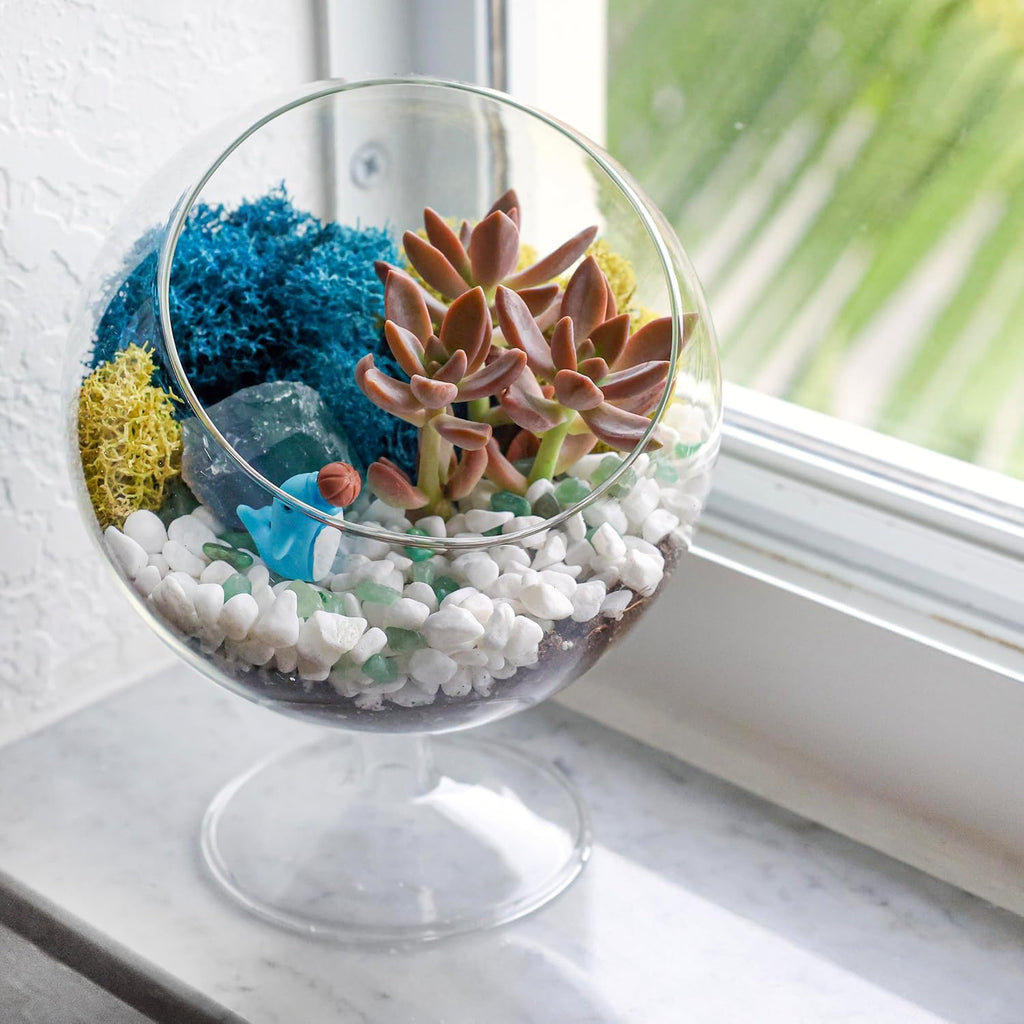 Creations by Nathalie DIY 6" Chalice Terrarium Kit Build Your Own Glass Terrarium for Adults & Teens with Live