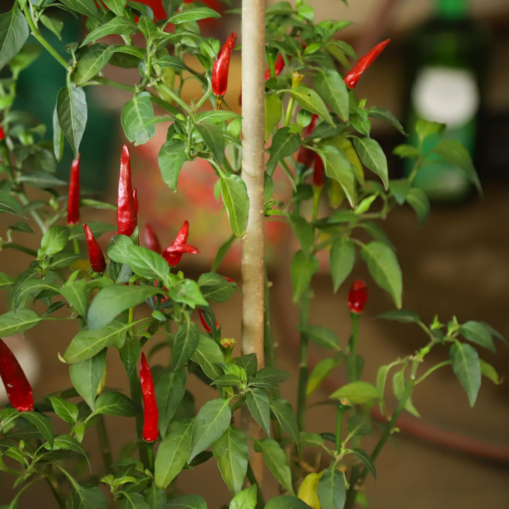 Natural Bamboo Plant Stake, （3FT 30Pcs） Sturdy Bamboo Poles, Durable Plant Bamboo Stake, Garden Climbing Plant Bracket.