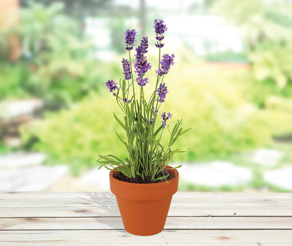 BUZZY Seeds Mini Terracotta Lavender Grow Kit, Assorted 20-Pack - Mini Terracotta Pot Grow Set - 100% Grow Guarantee