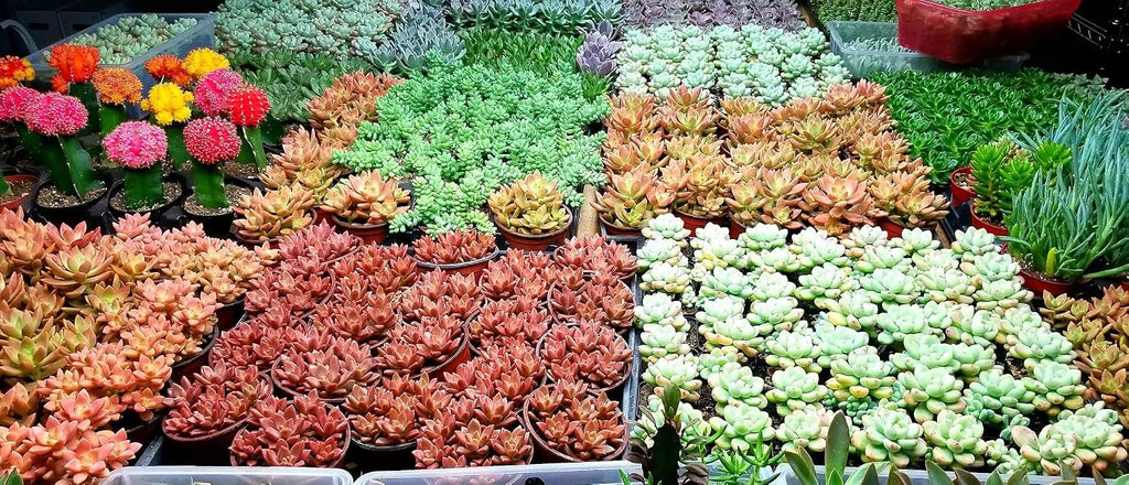 Premium Cacti and Succulent Potting Mix Soil - for Cactus Palm Tree Citrus Plant Grown in Gardening Containers