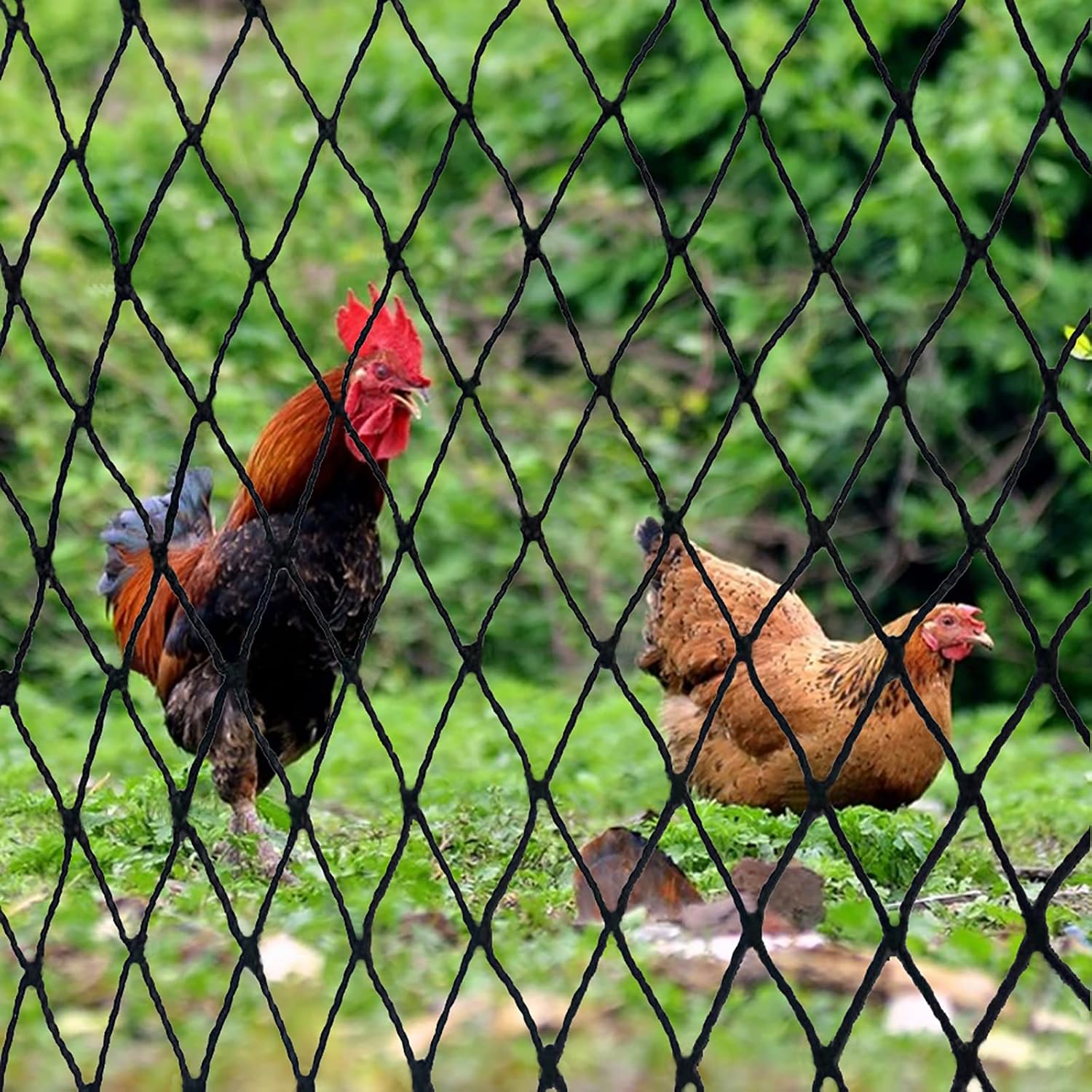 DQS Bird Netting 50' x 50', 2.4" Square Mesh Garden Netting, Poultry Net | Chicken Netting Hawk Deer Fence Net for