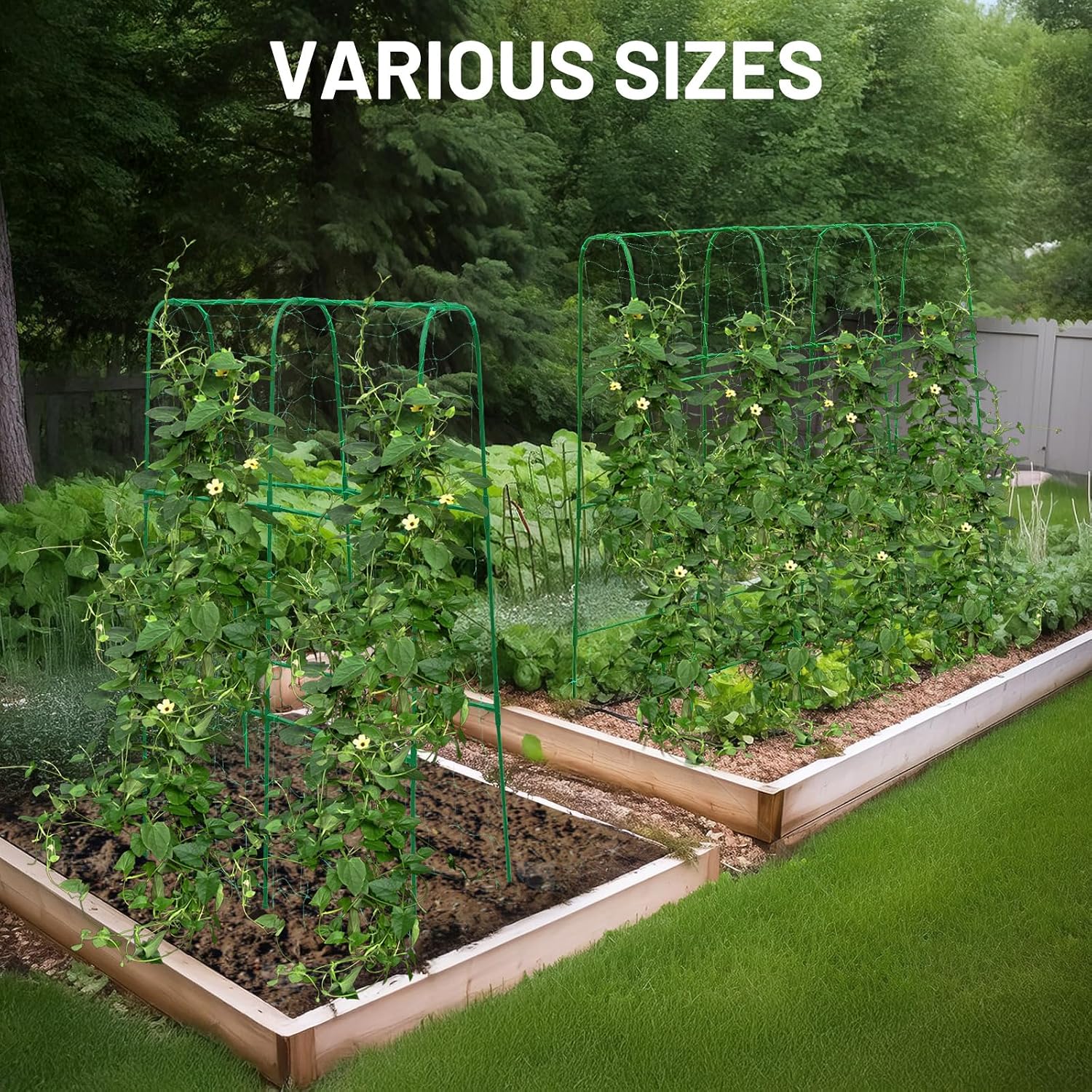Compact U-Shaped Plant Trellis for Peas, Beans & Light Climbing Plants - Rust-Resistant, Foldable Design, Lightweight