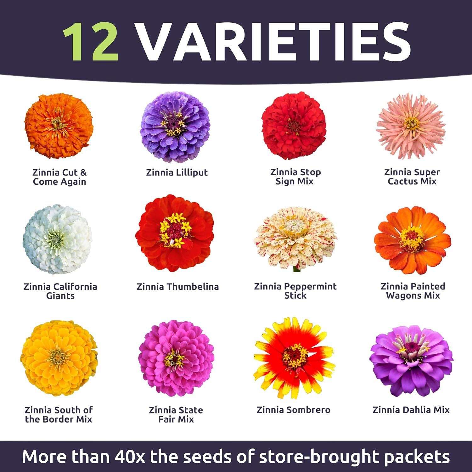 Zinnia Crazy Blend - Bulk 1/4 Pound Pouch - 15,000 Flower Seeds for Planting - Zinnia elegans