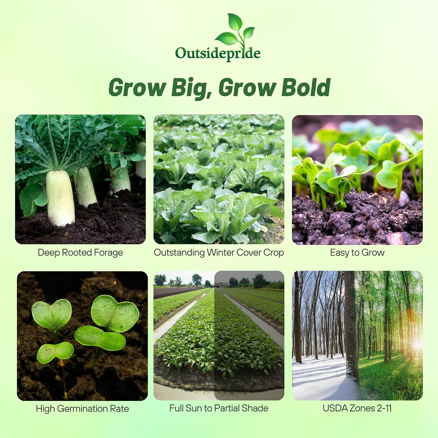Outsidepride Annual Daikon Radish Seeds - 5 lbs. Chinese, Japanese, & Oriental Radish Seeds for Soil Health, Erosion