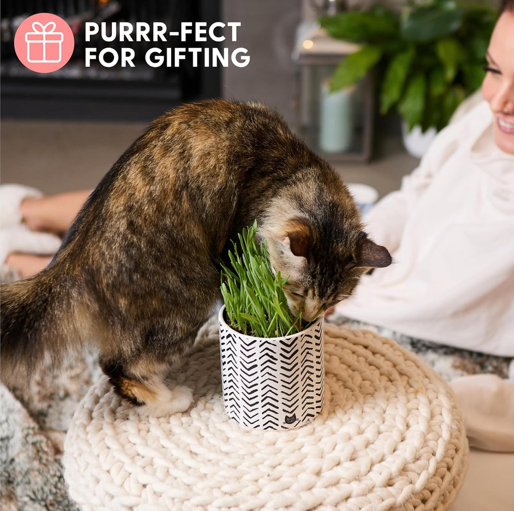 The Cat Ladies Organic Cat Grass Growing Kit for Indoor Cats, Boho Planter | Includes Organic Seed Mix, Soil and Boho