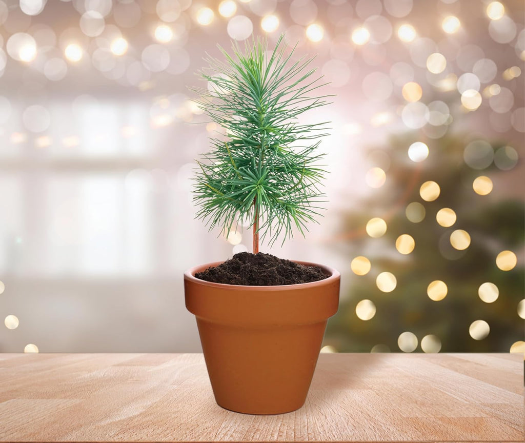BUZZY Seeds Spruce Tree Grow Kit, Bulk 20-Pack - Mini Terracotta Pot Grow Set - Complete Indoor/Outdoor Gardening Kit