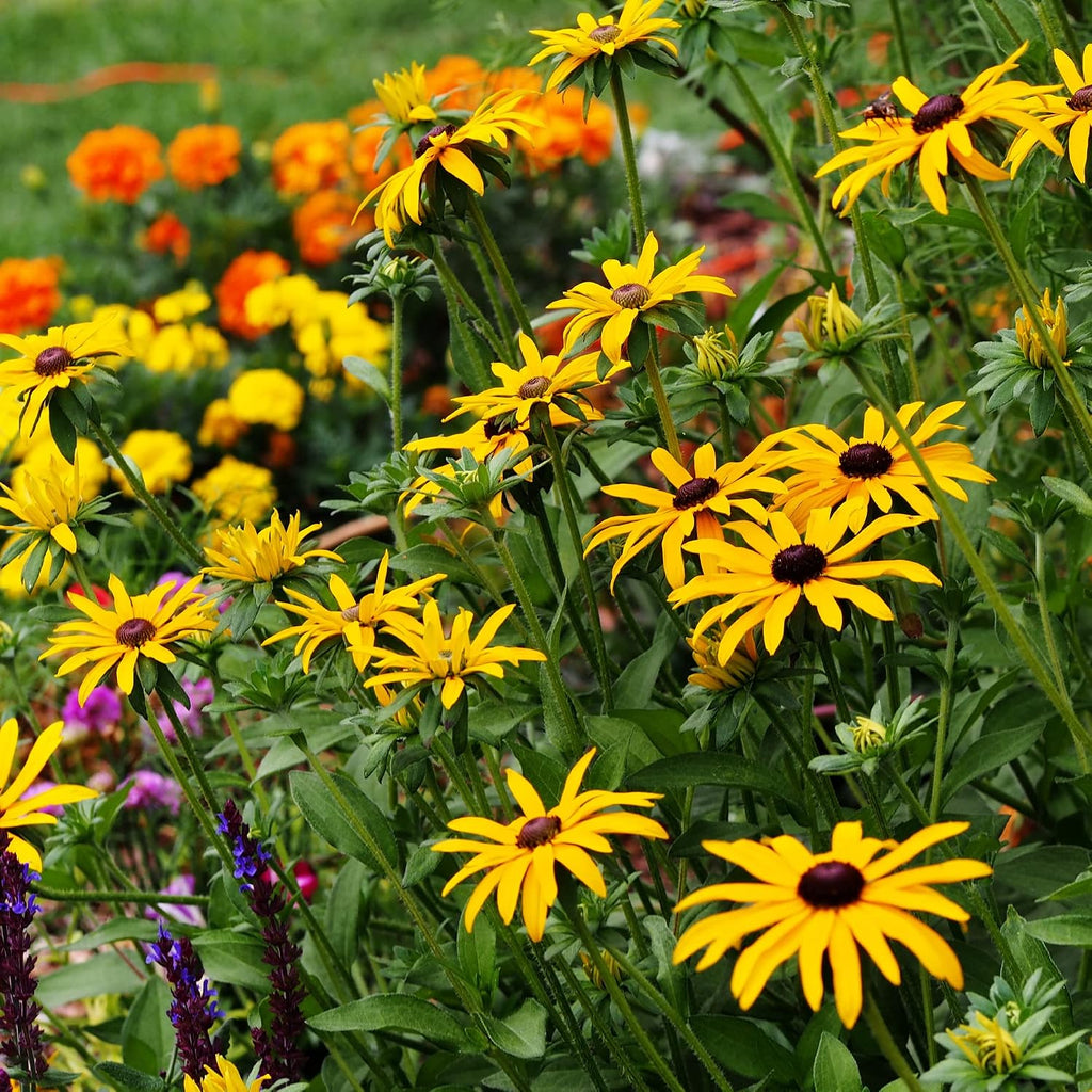 Mountain Valley Seed Co All Annual Wildflower Seed Mix 1 lb, 16,000 Seeds | 21 Flower Varieties Including Poppy, Indian