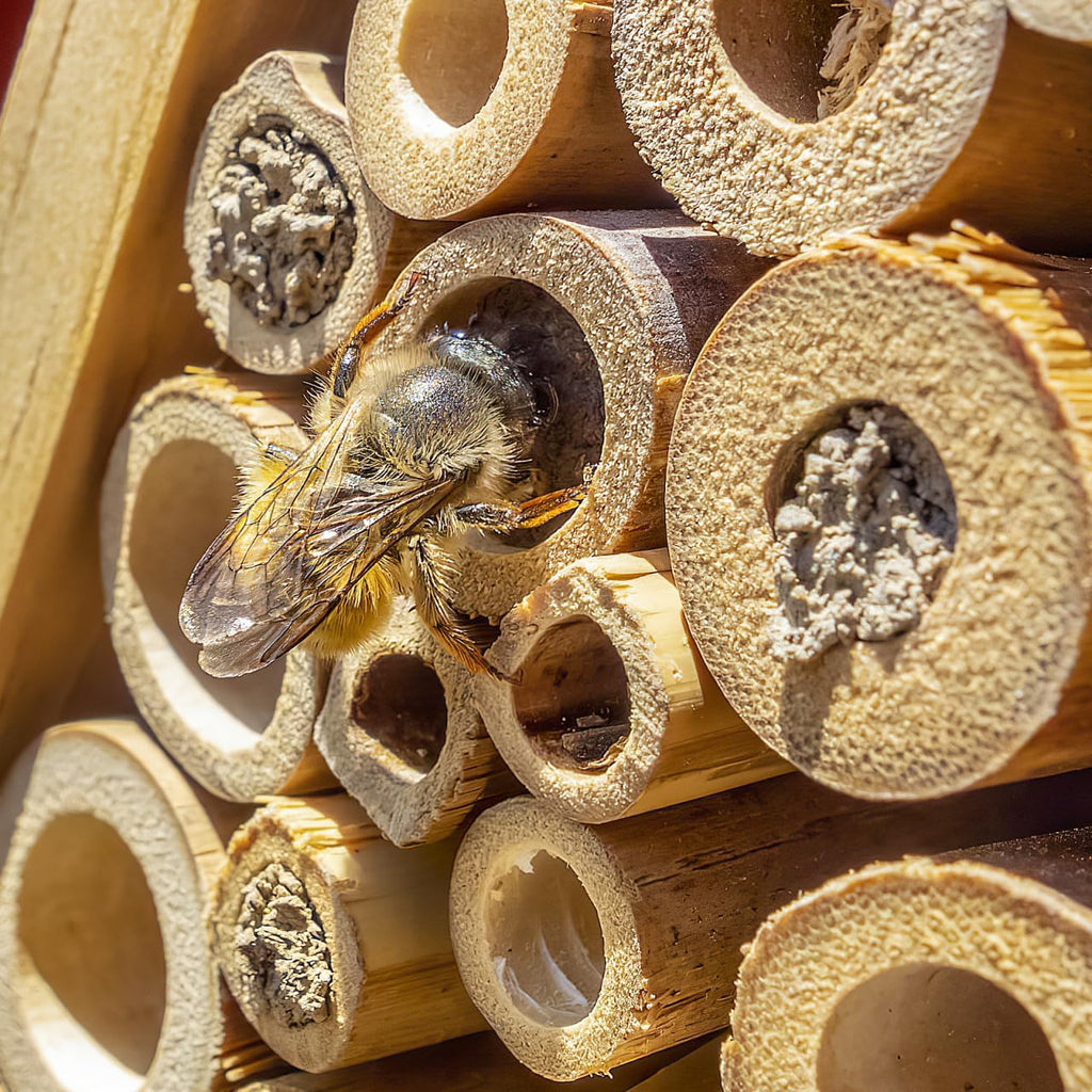 Mipcase Natural Reed Bee Tubes 200 Pack Bee House Tubes Refill Mason Tube Replacements for Pollination Breeding