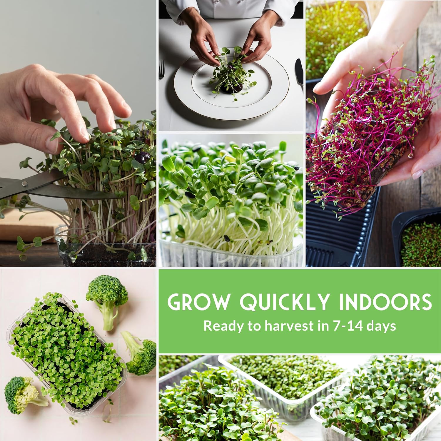 Microgreens Seeds Variety Pack – 15 Heirloom Sprouting Varieties | Indoor Countertop Growing – Broccoli, Radish, Kale