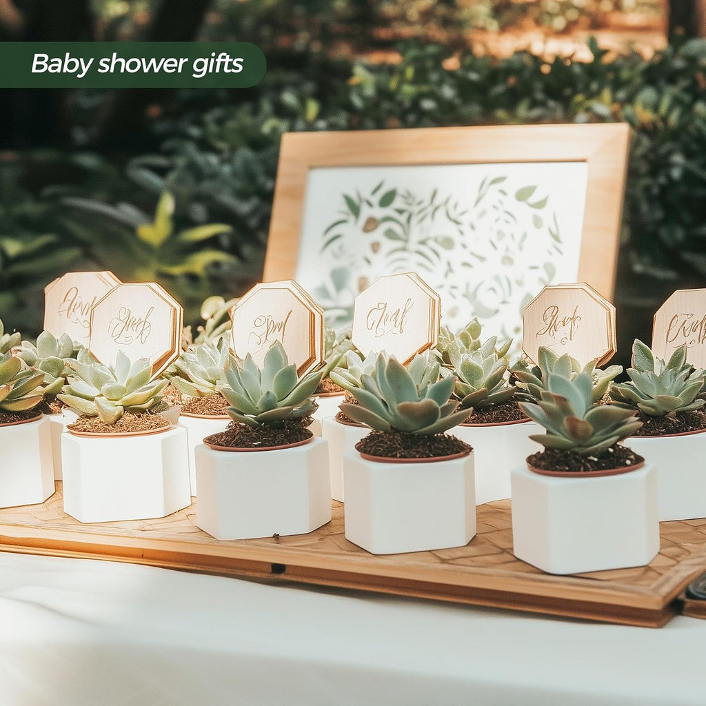 T4U Small Succulent Pots 12 Pack, Mini Flower Planters with Drainage White | Live cactus bonsai starter, Indoor