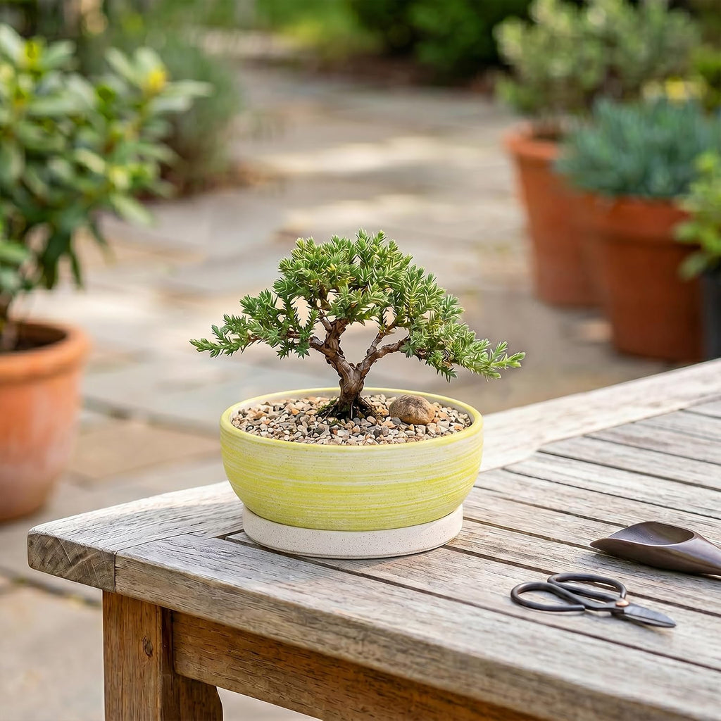 Bonsai Pots, 6 Inch Ceramic Succulent Pots with Tray, Brushed Yellow | Small Bonsai Planter with Drainage Hole, Round