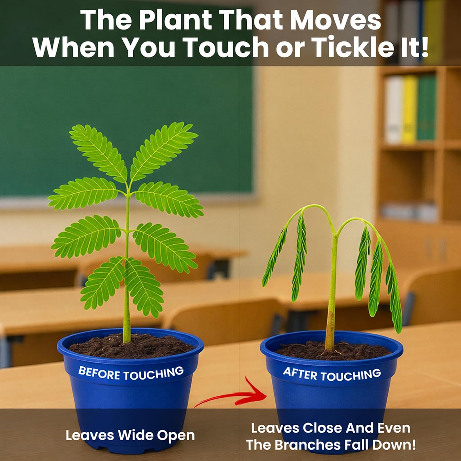 Deluxe Family Greenhouse Kit - Grow the Playful Plant that Closes Its Leaves When Tickled! Includes Mini Greenhouse, 3