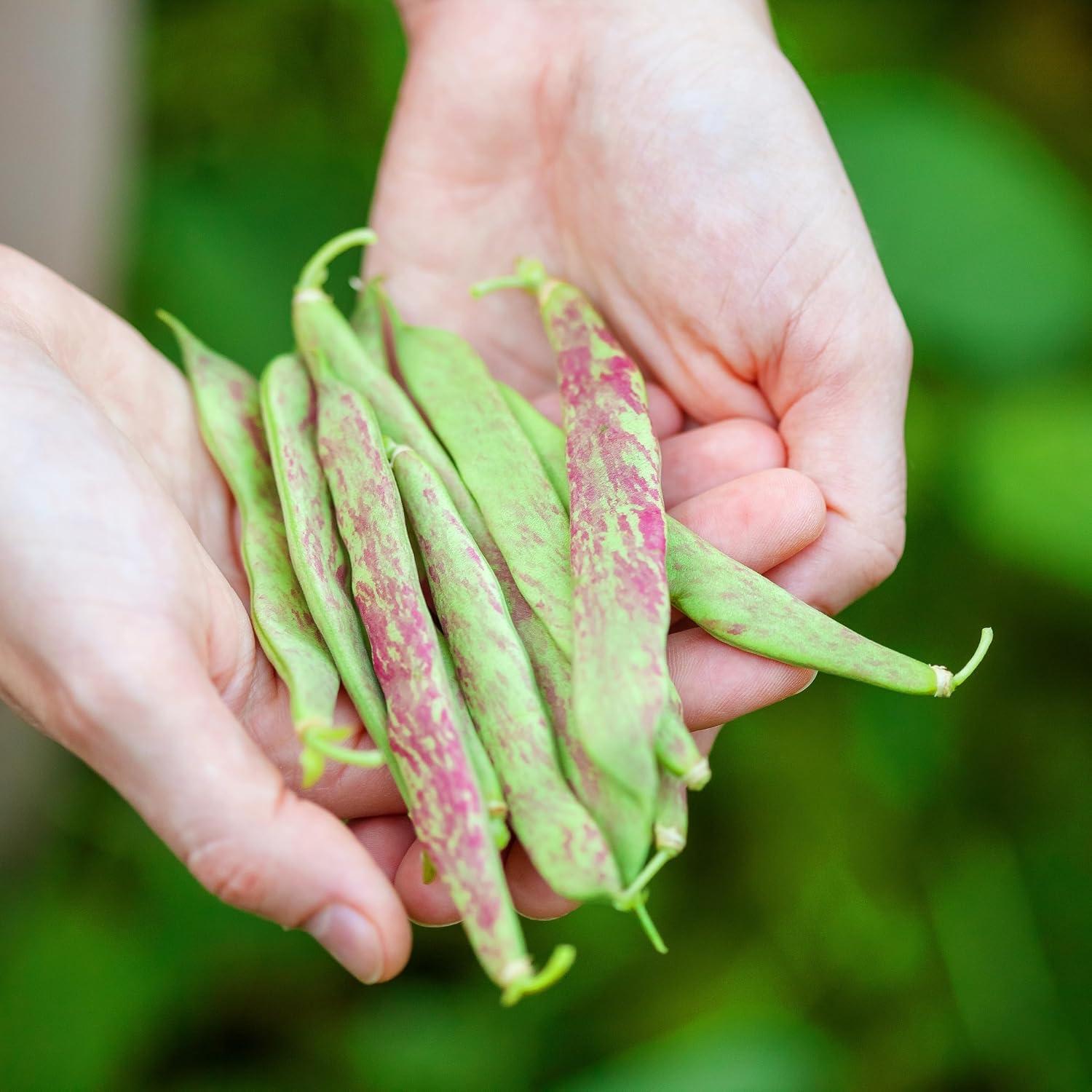 Organic Pinto Bean Seeds - USDA Organic, Non-GMO, Open Pollinated, Heirloom, USA Origin (5 Packets - 100 Grams - Approx