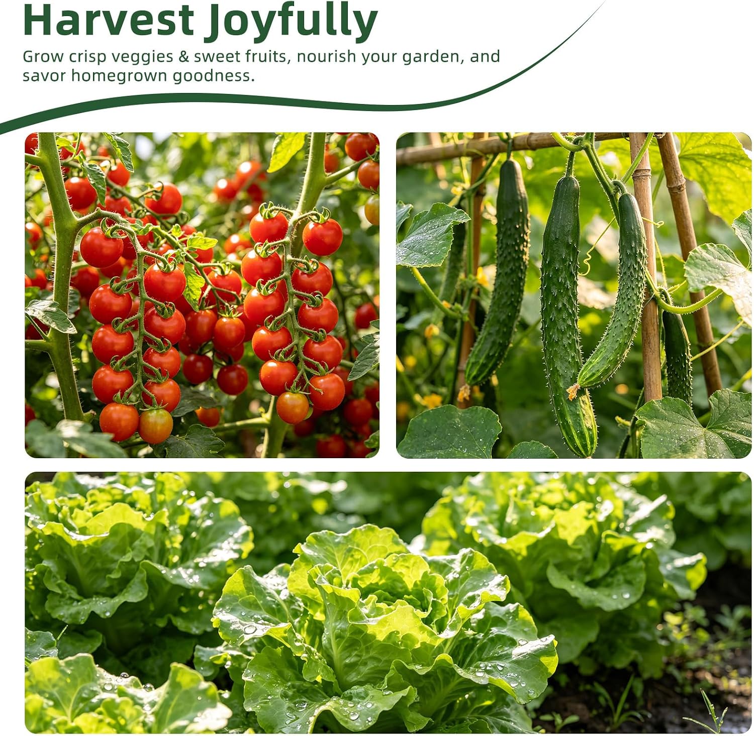 Vegetable Heirloom Seeds Vault Kit | 40 Varieties | 20,000+ High Yield Garden Seeds | Sweet Basil, Cherry Tomato