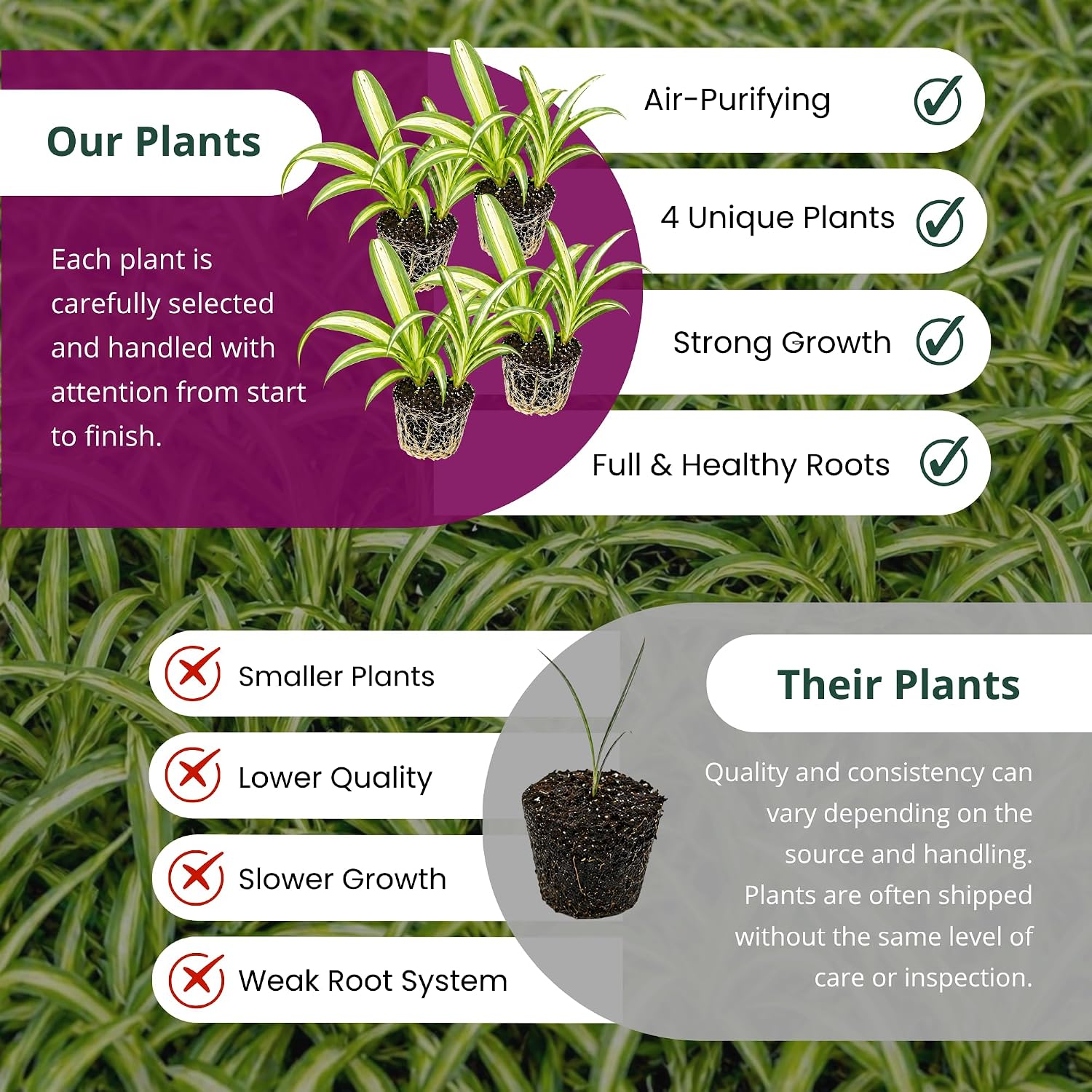 Spider Plant Variety Pack 4 Live Plants Ocean Hawaiian Green Bonnie | Easy Care Indoor Air Purifying Variegated
