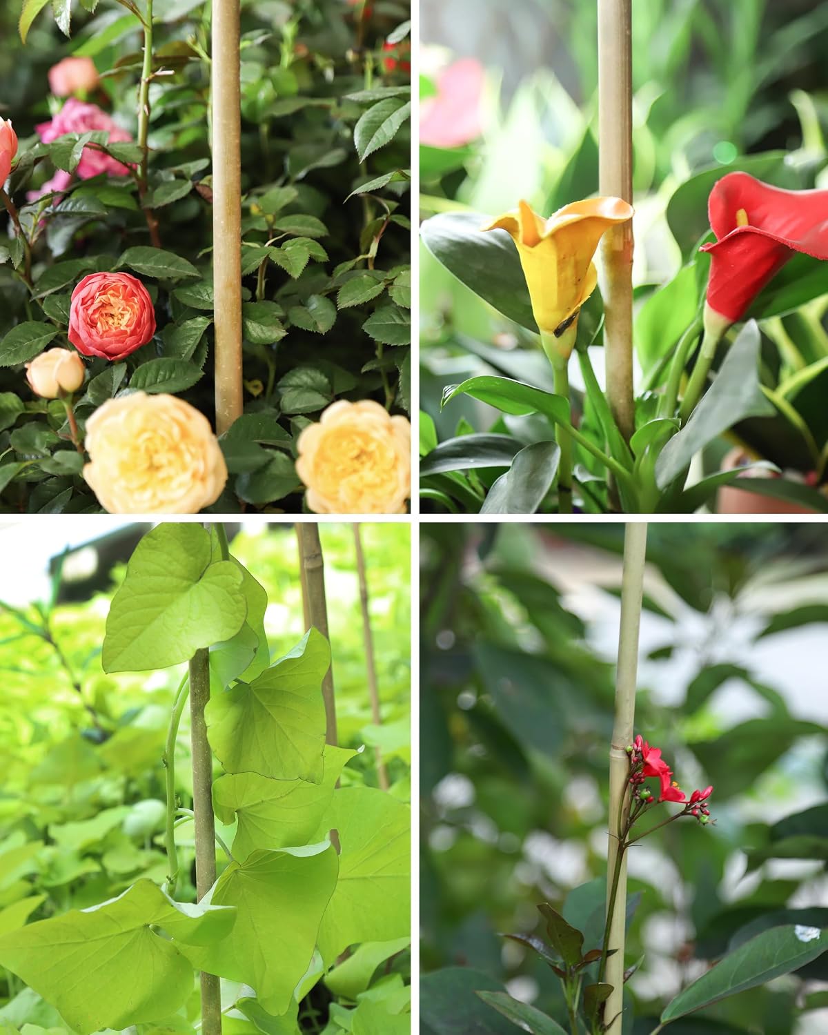 Natural Bamboo Plant Stake, （3FT 30Pcs） Sturdy Bamboo Poles, Durable Plant Bamboo Stake, Garden Climbing Plant Bracket.