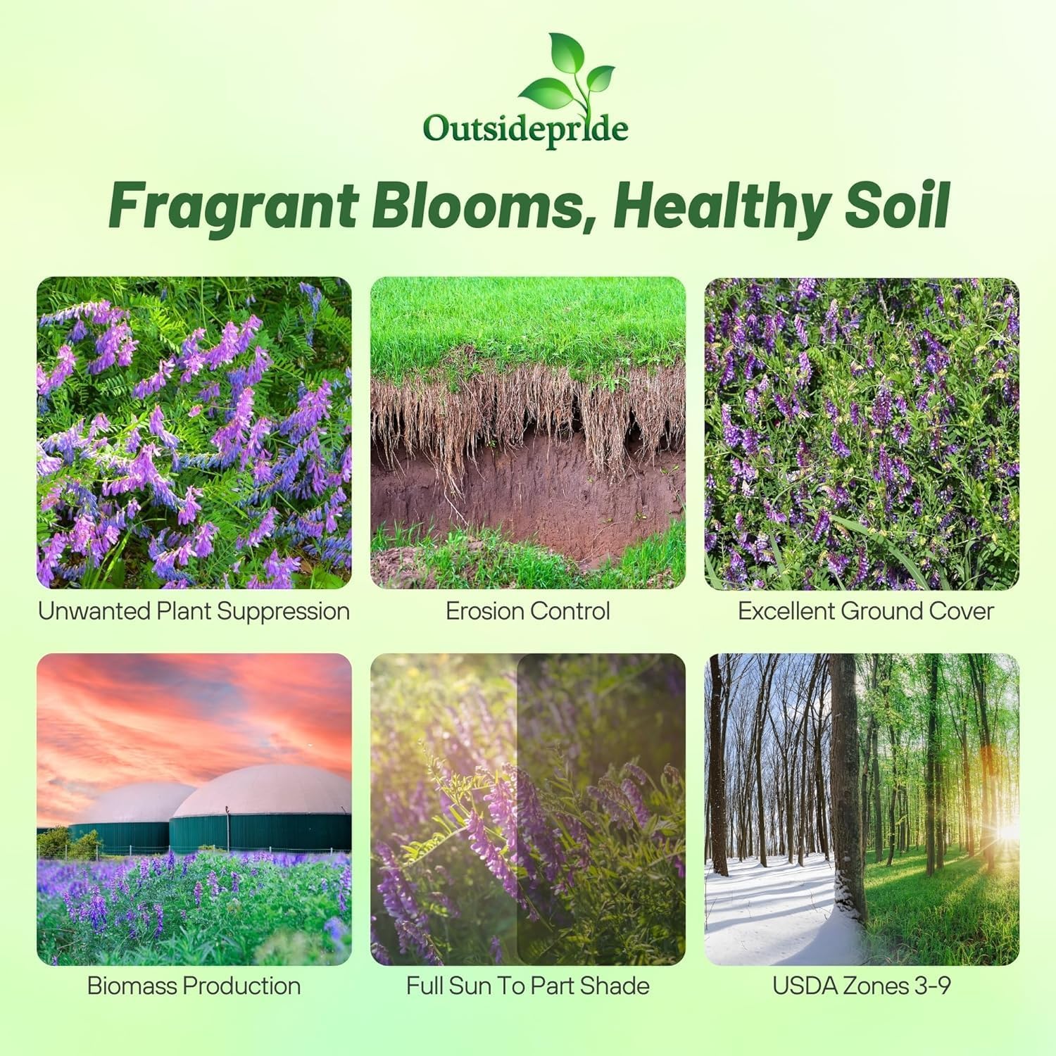 Outsidepride Hairy Vetch Cover Crop Seeds - 5 Lbs Cold Tolerant, Winter Hardy - Ideal for Soil Improvement, Green