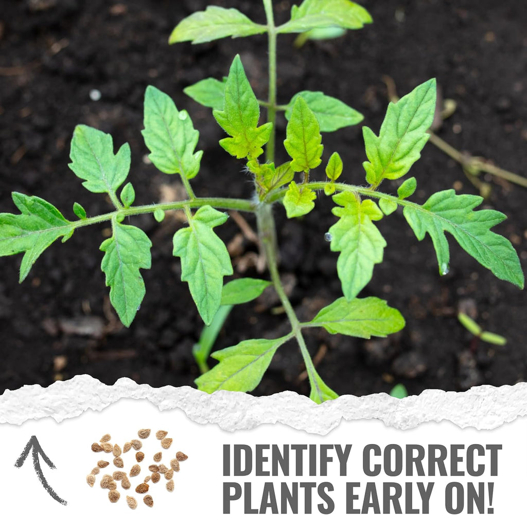 Seed Needs Tiny Tim Dwarf Tomato Seeds to Plant Heirloom Non-GMO 10 Pack