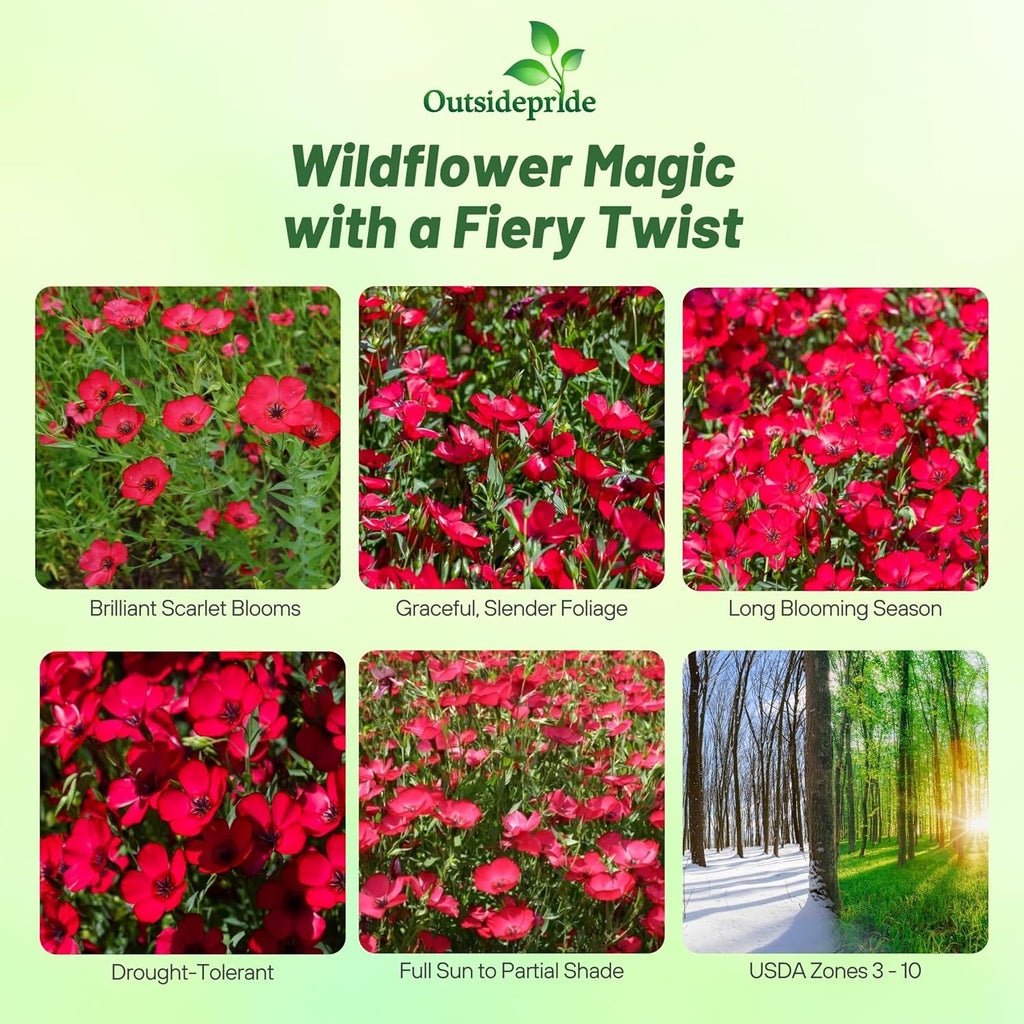 Outsidepride Scarlet Flax Seeds - 1 lb Annual Flower Seeds for Planting, Self-Seeding, Drought-Tolerant w/Compact