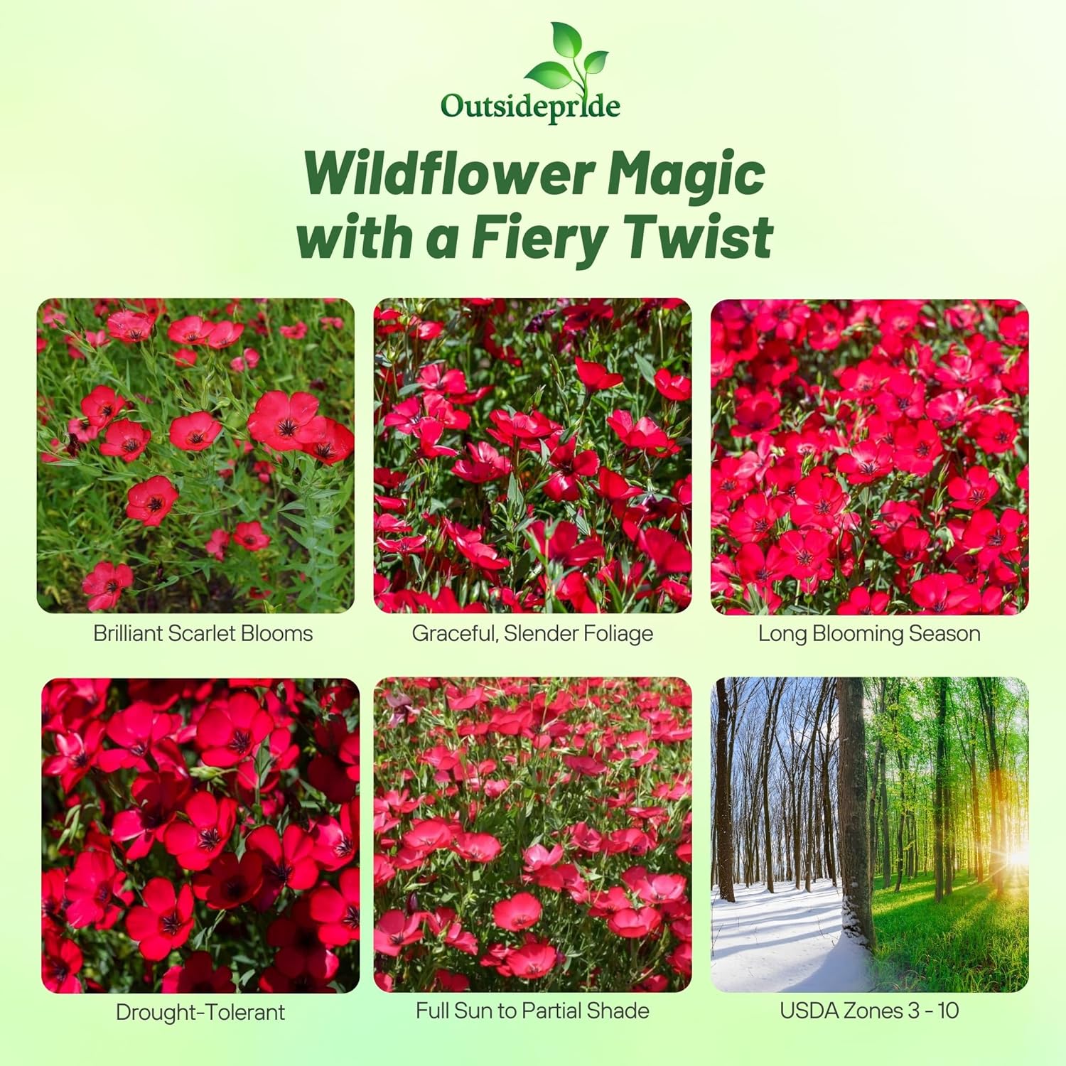 Outsidepride Scarlet Flax Seeds - 1 lb Annual Flower Seeds for Planting, Self-Seeding, Drought-Tolerant w/Compact