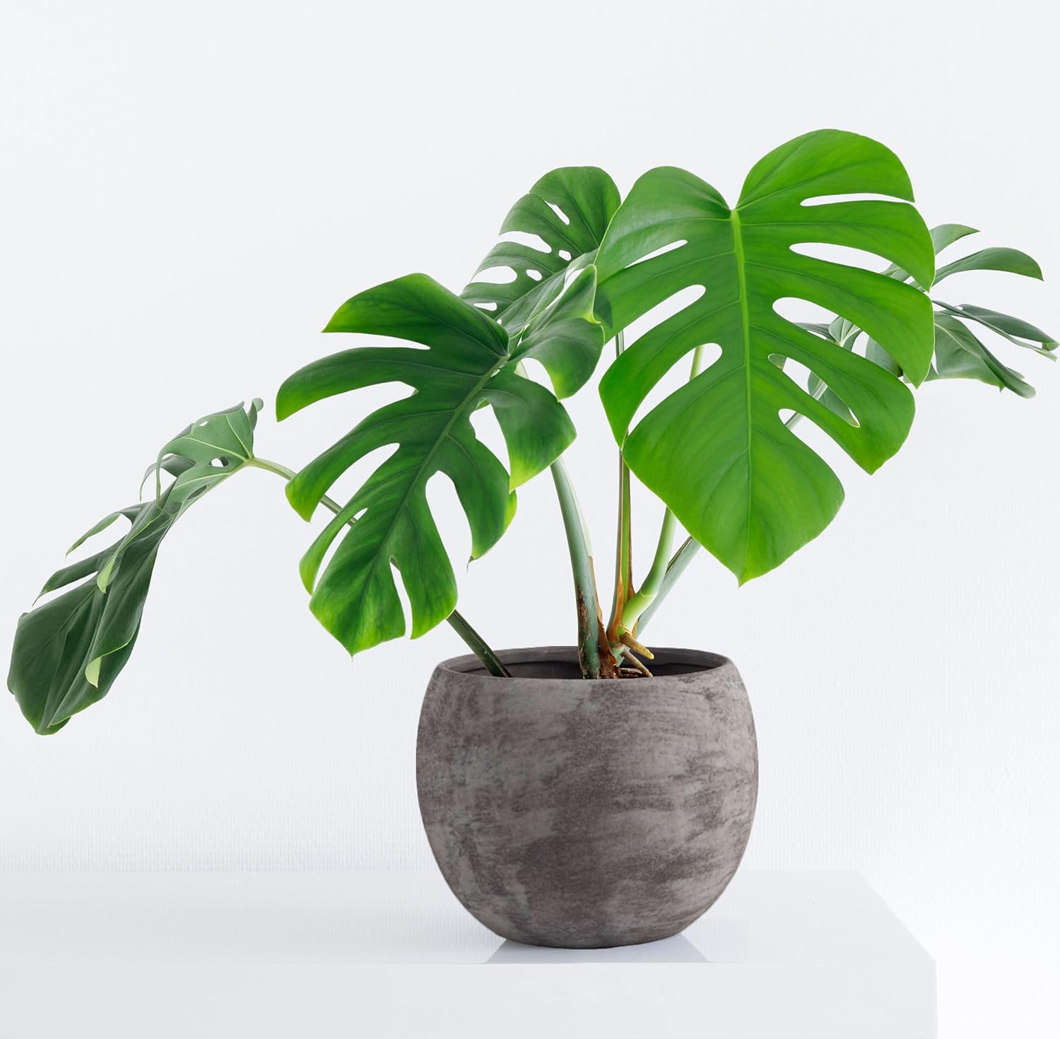 Olly & Rose Charcoal Grey Black Plant Pot 10 Inch Large Textured Washed Finish Outdoor and Indoor Plant Pot Planter for