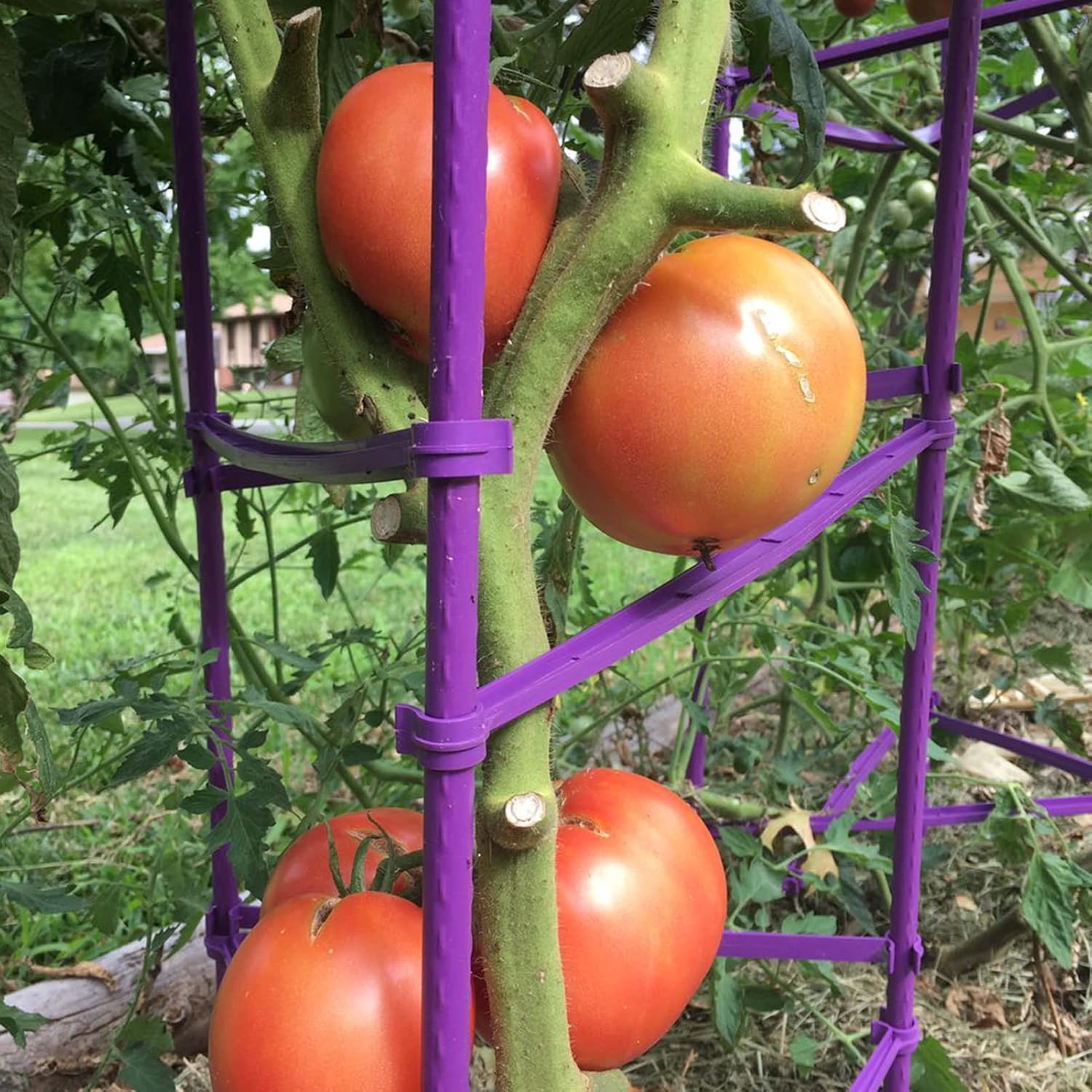 Tomato Cage 5ft 6-Pack Large Tall Tomato Cages Tomato Stakes Plants Supports Garden Stakes,40 Clips and Plant Ties