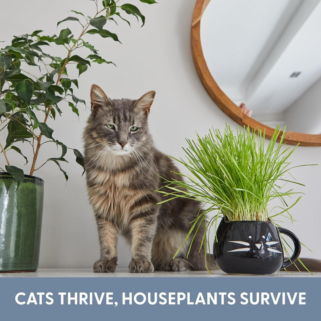 The Cat Ladies Cat Grass Growing Kit with Organic Cat Grass Seed Mix, Soil and Two Cat Grass Planters. Perfect Cat