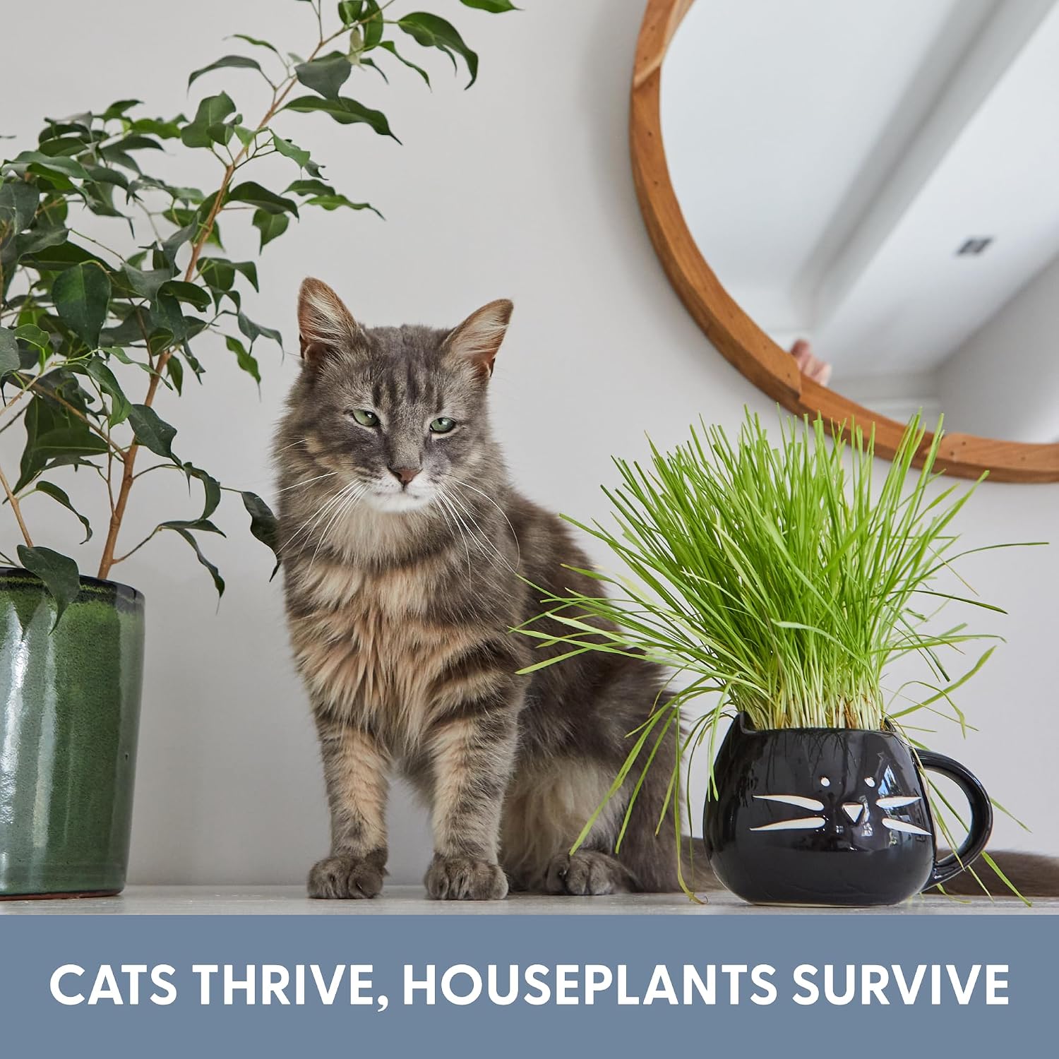 The Cat Ladies Cat Grass Growing Kit with Organic Cat Grass Seed Mix, Soil and Two Cat Grass Planters. Perfect Cat