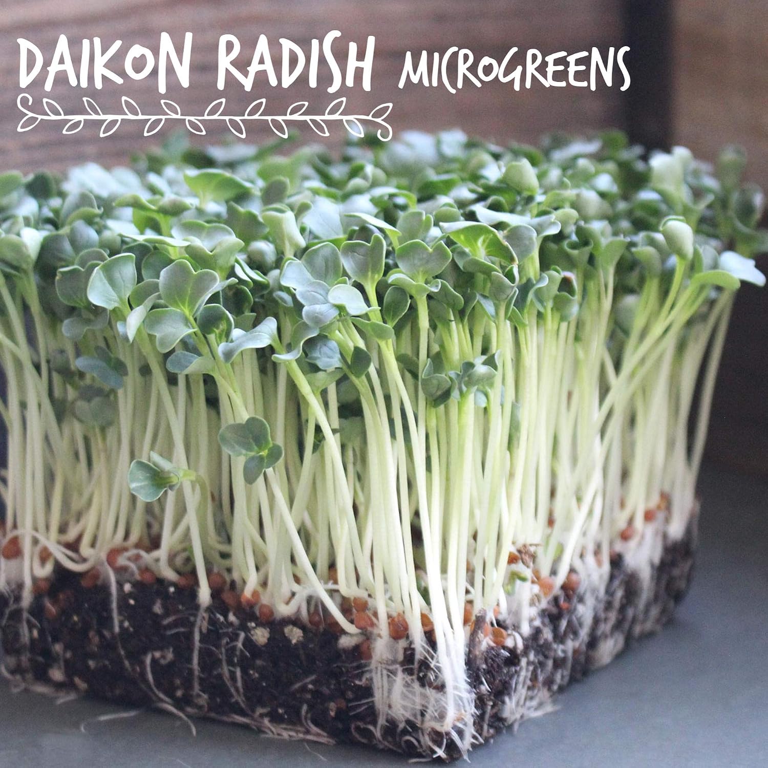 Handy Pantry Organic Radish Sprouting Seed 30 - Lb - Non-GMO Radish Seeds | Sprouting Sprouts, Microgreens, Prepper