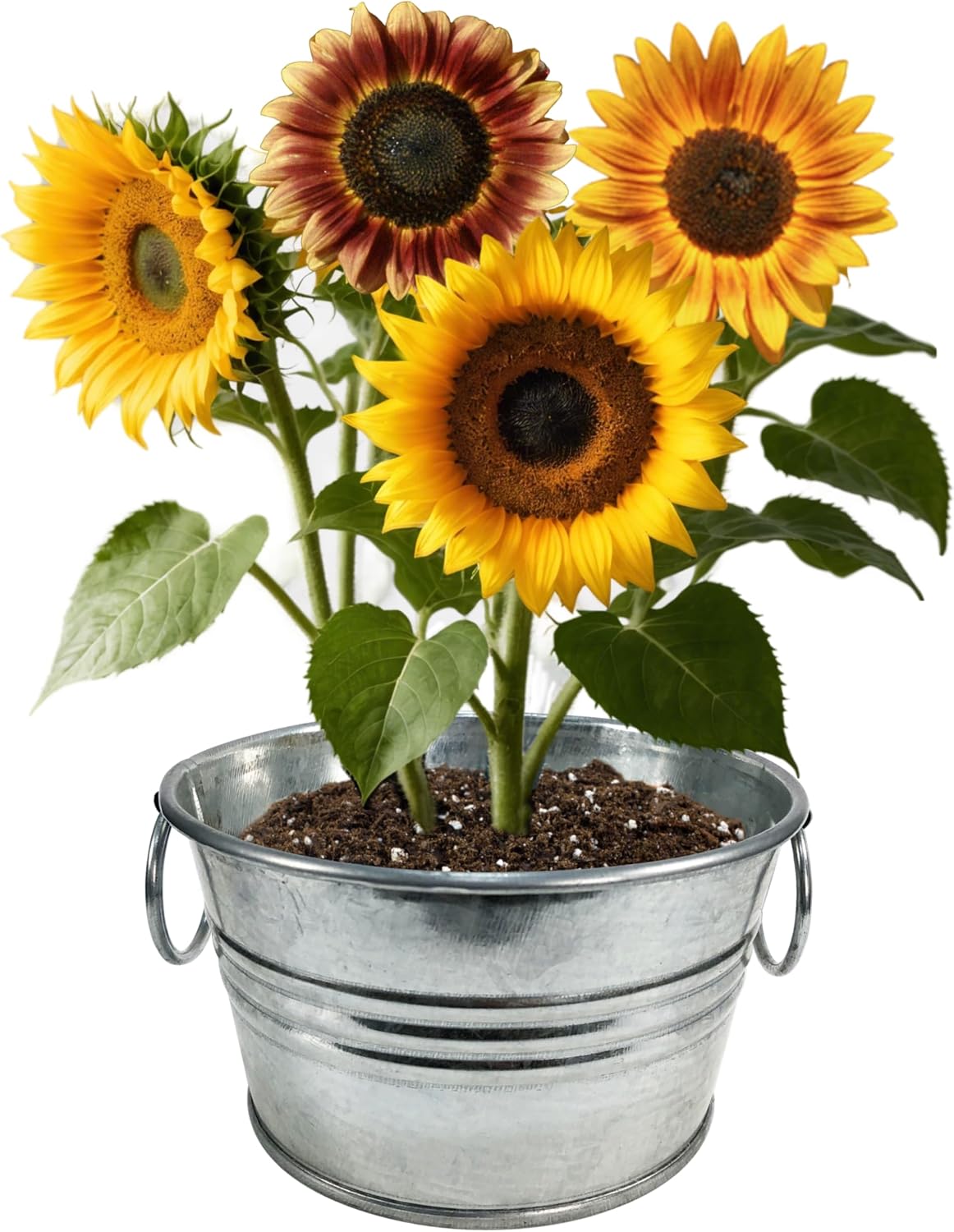 Flowering Tin Plant Seeds 3 Variety Pack, DIY Indoor Succulents and Live Plants for Home or Garden Planting, Assorted