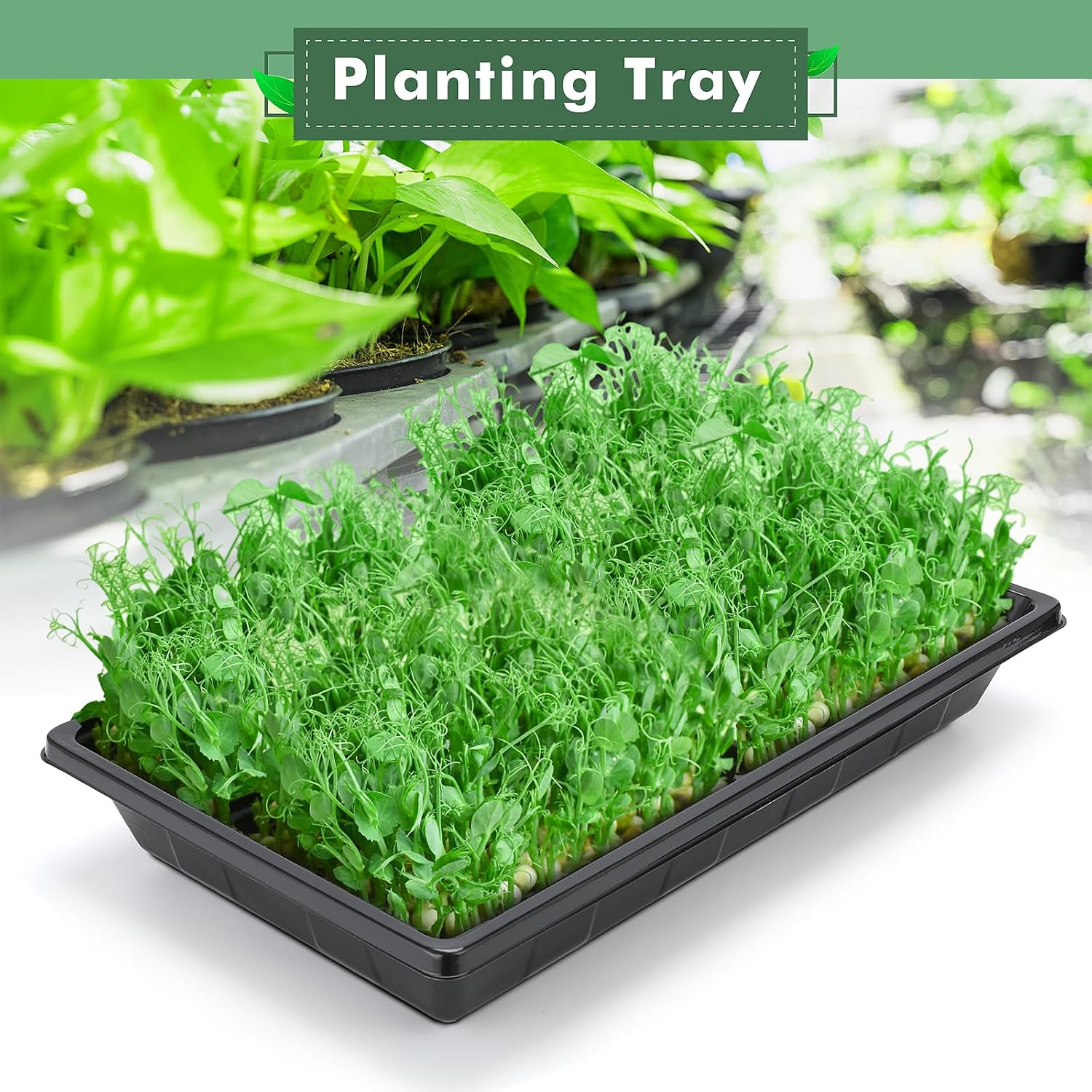 Sckee Upgraded 50 Pack Plant Growing Trays Seed Starting Tray Microgreens Growing Trays Seedling Plant Germination