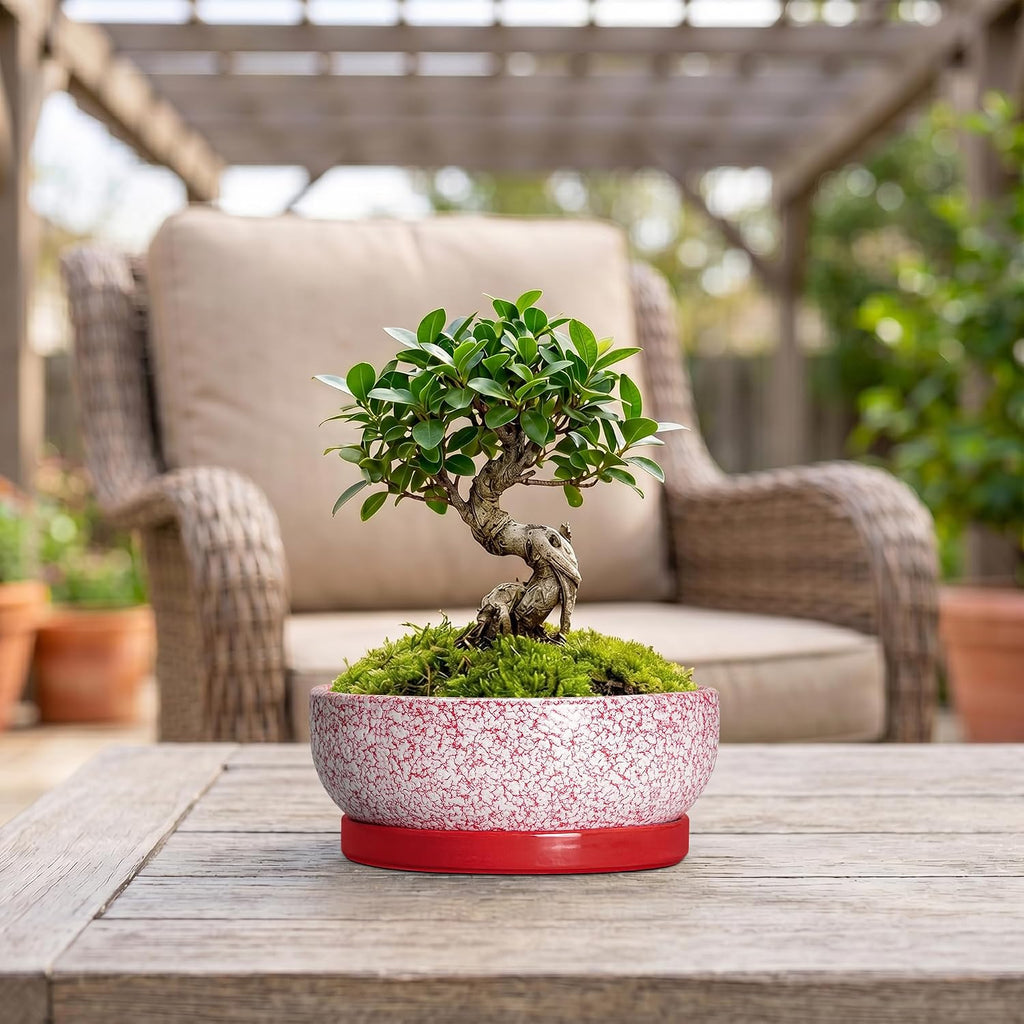 Ceramic Succulent Planter, 8 Inch Bonsai Pots with Tray, Texture Red | Succulent Pots for Indoor Plants, Round Shallow