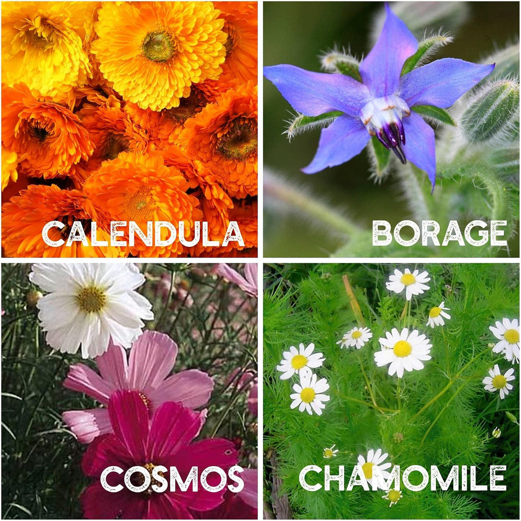 Mountain Valley Seed Co Flower Garden Seed ~6,000 Seeds - 12 Varieties | Flower Seeds for Planting with Zinnia